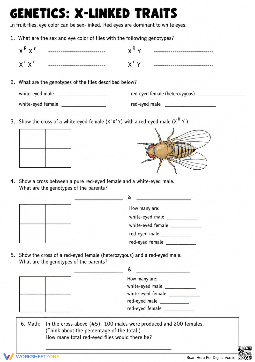 Printable Genetics & Punnett Squares Packet | Grade 9-10 - Page 6