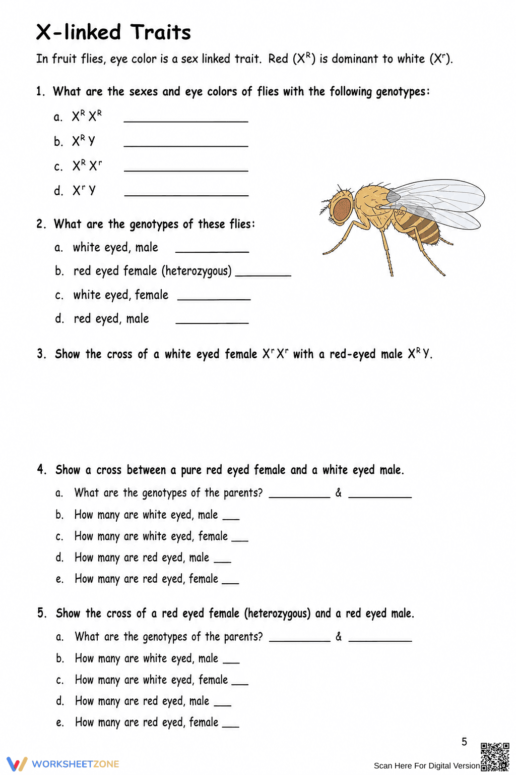 Printable Codominance Worksheet | Grade 9-10 Biology - Page 5