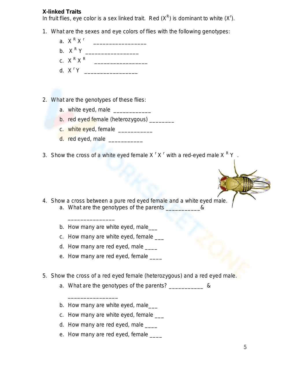 Printable Codominance Worksheet | Grade 9-10 Biology - Page 5