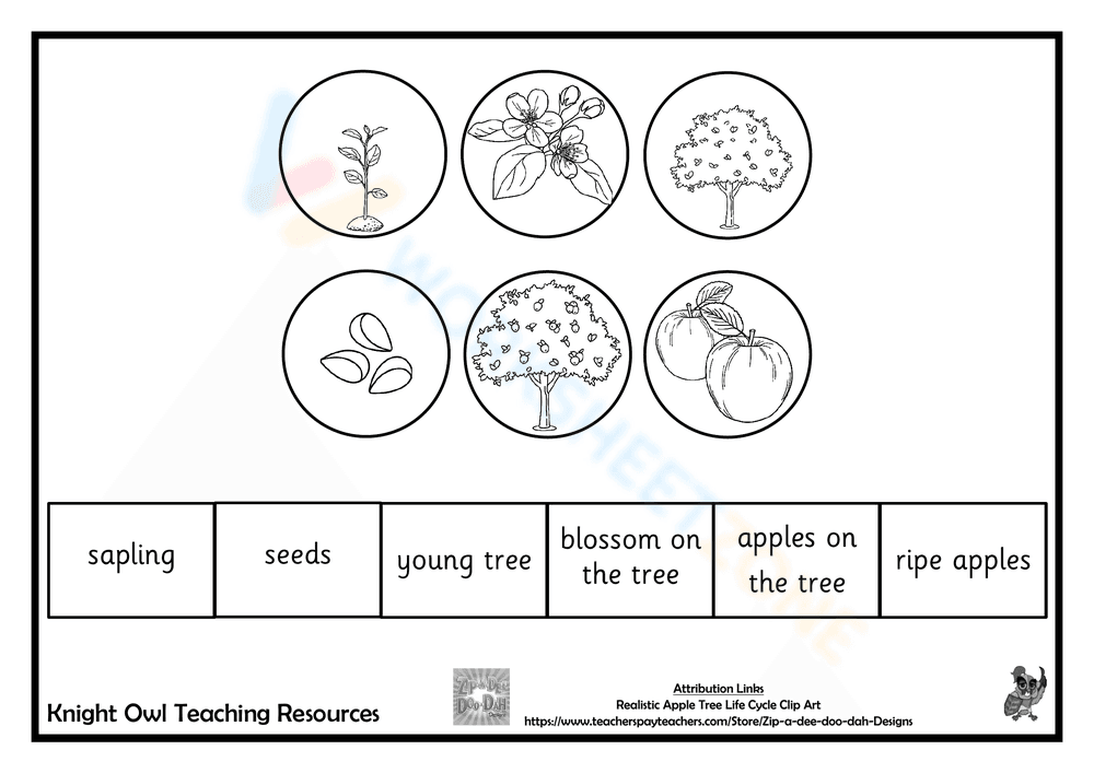Life Cycle of an Apple Tree - Page 2
