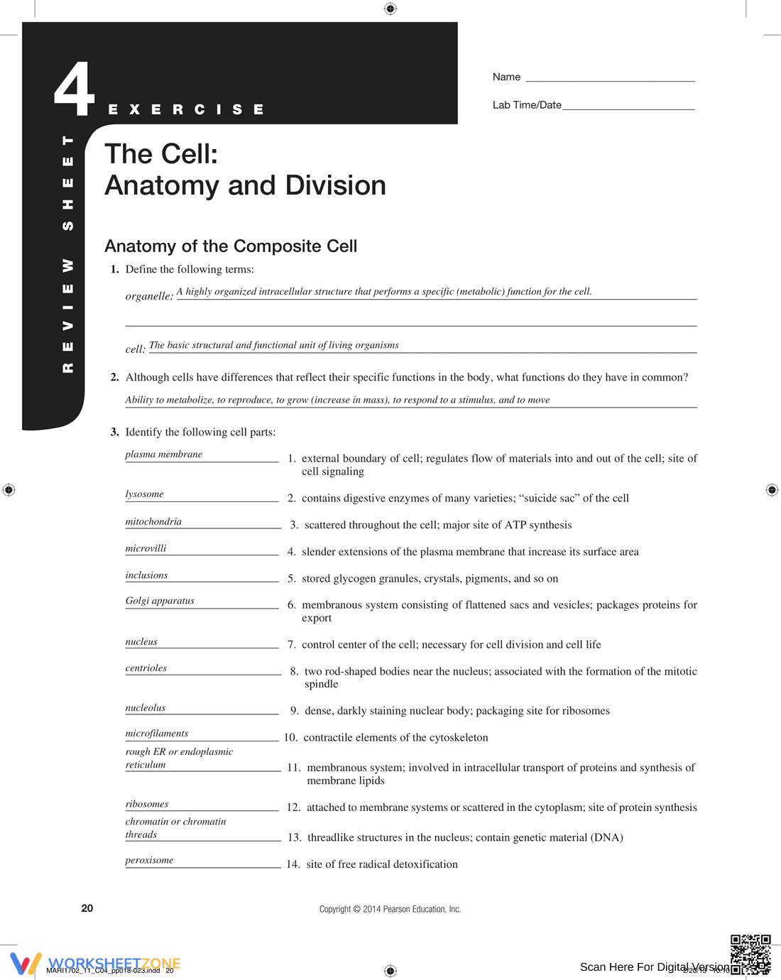 The Cell: Anatomy and Division Worksheet - Page 3