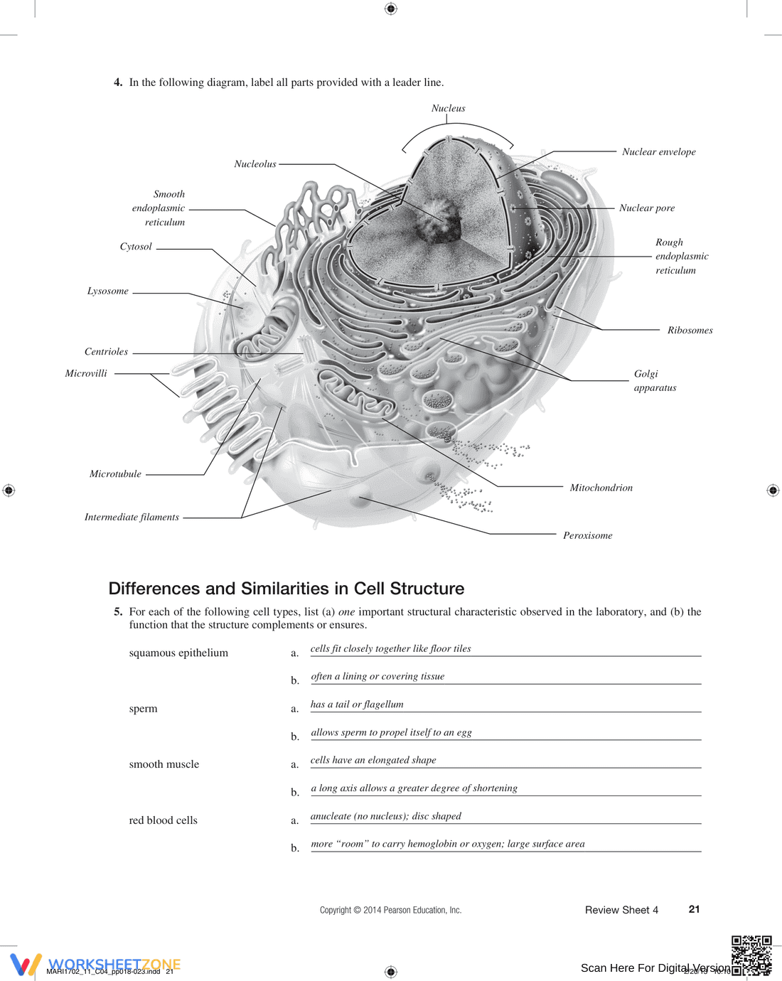 The Cell: Anatomy and Division Worksheet - Page 4