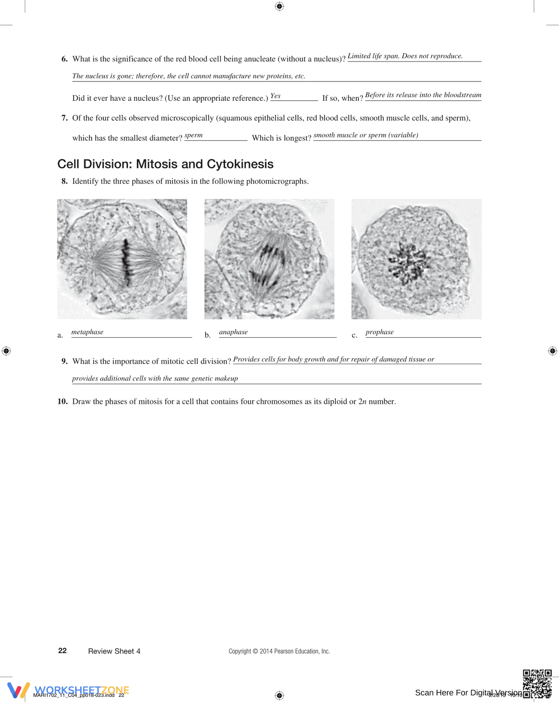 The Cell: Anatomy and Division Worksheet - Page 5