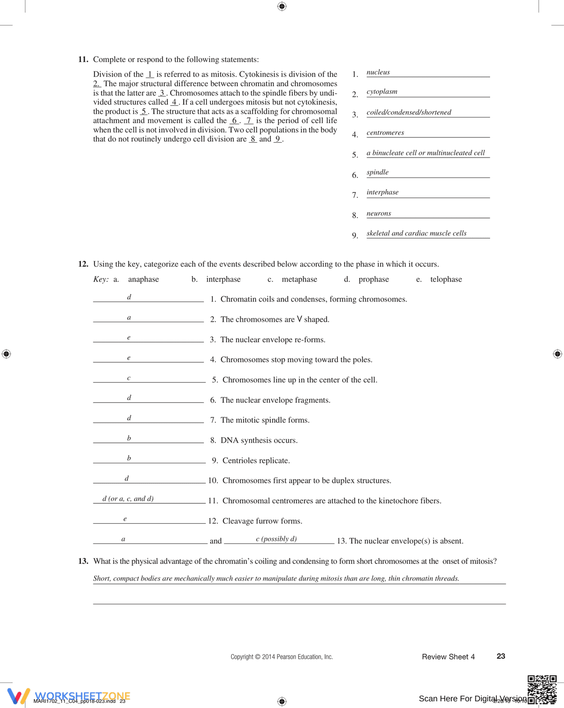 The Cell: Anatomy and Division Worksheet - Page 6