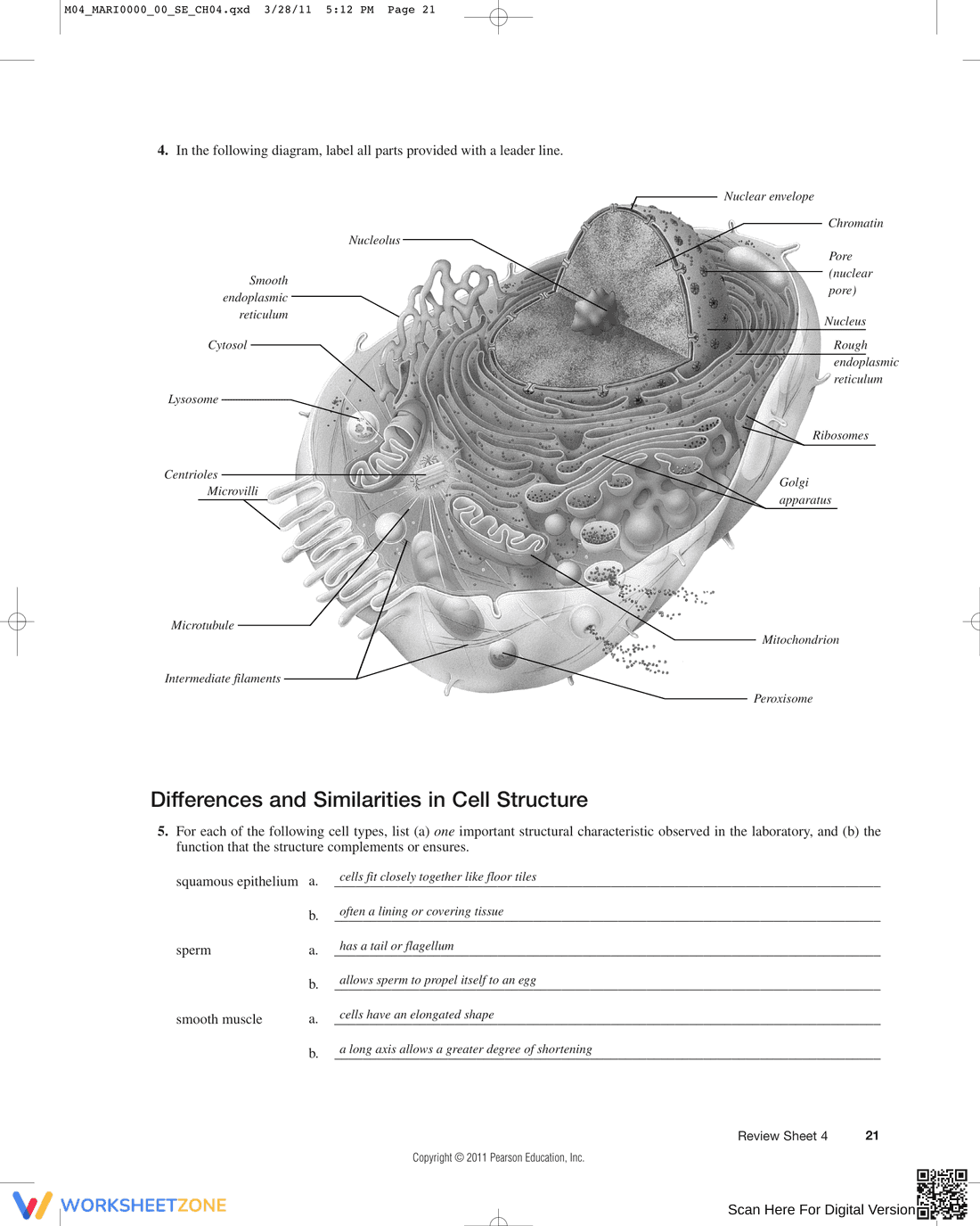 Updated Anatomy of the Composite Cell Worksheet - Page 2