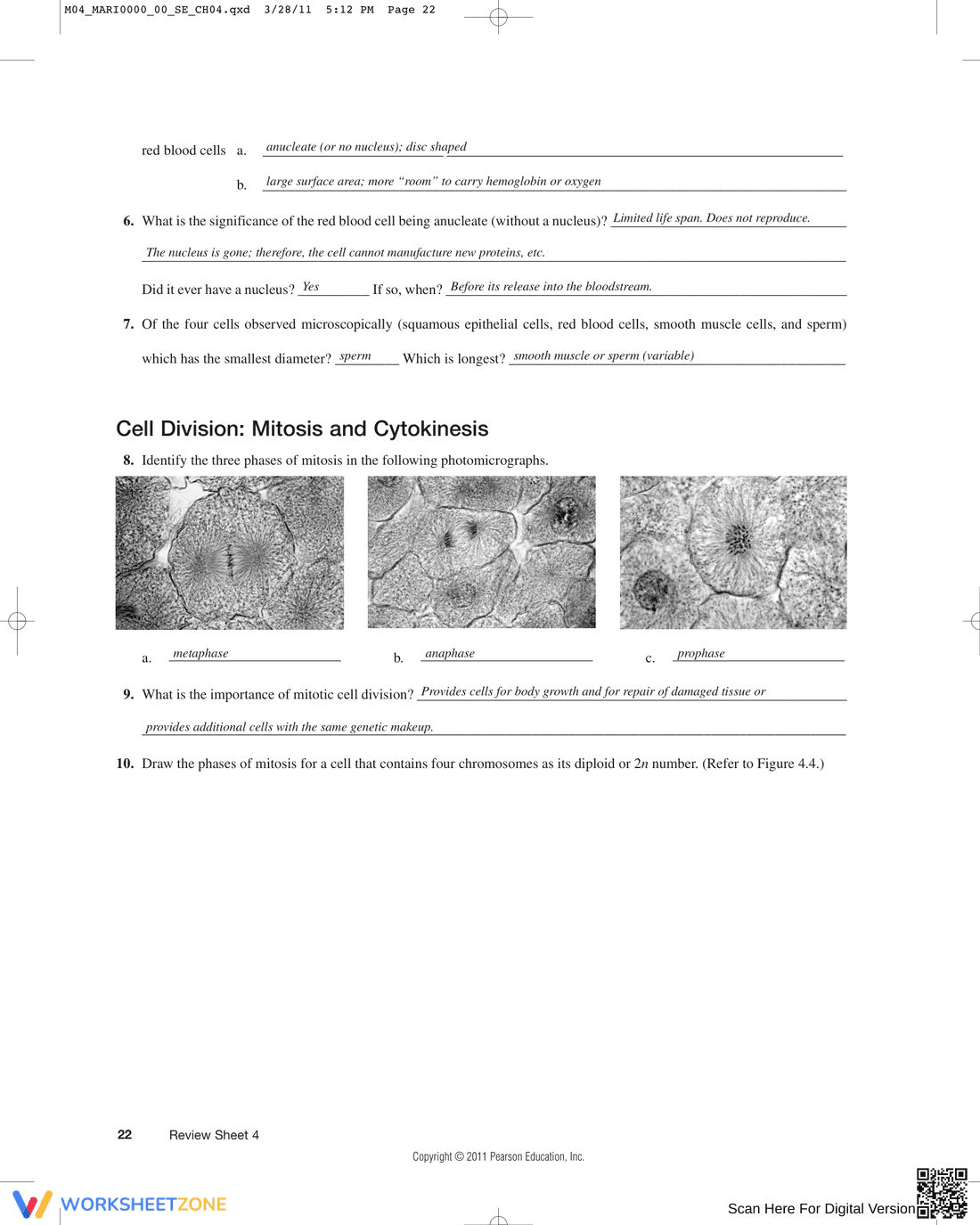 Updated Anatomy of the Composite Cell Worksheet - Page 3