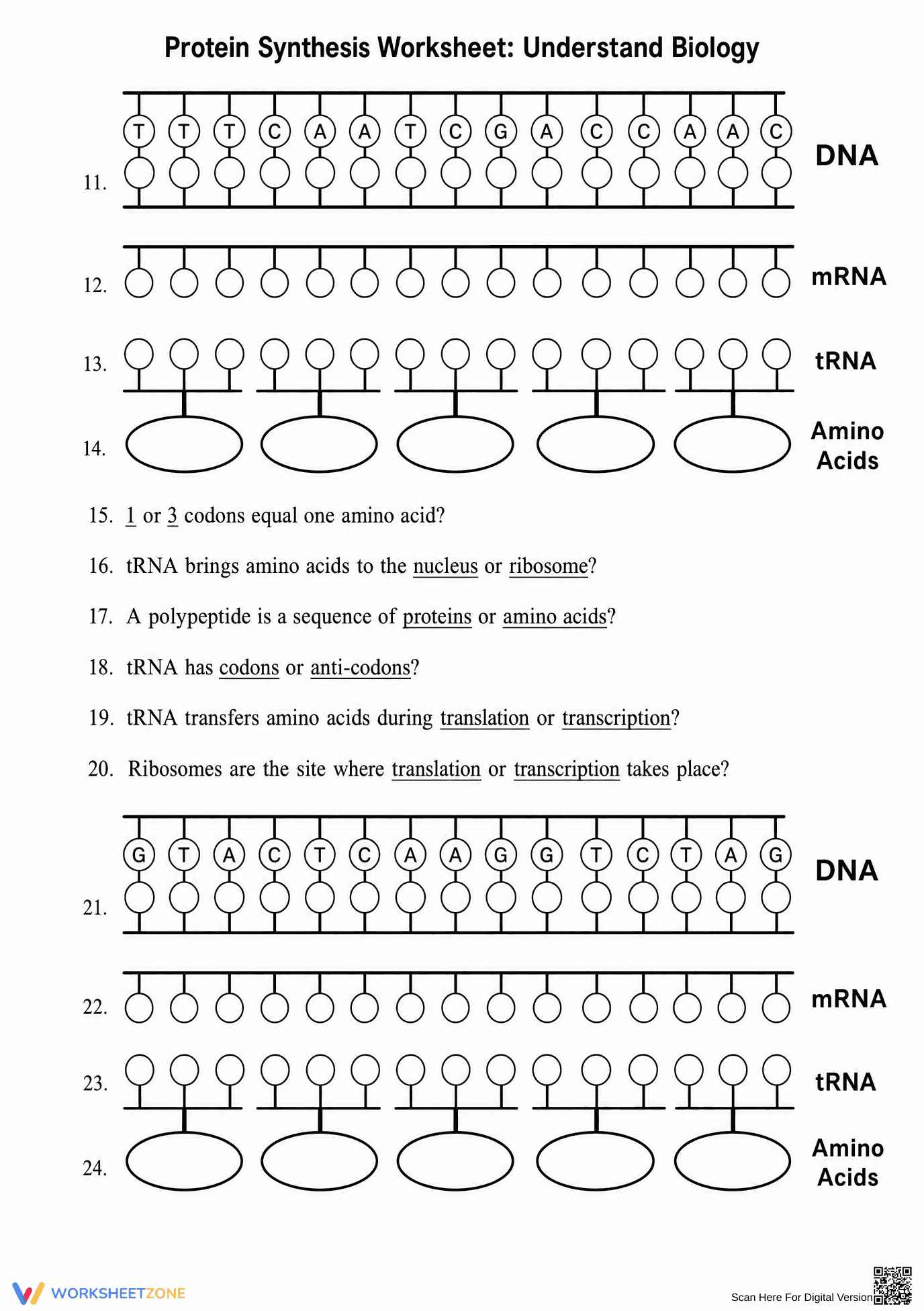 Protein Synthesis Worksheet | Essential Grade 10-12 Biology - Page 2