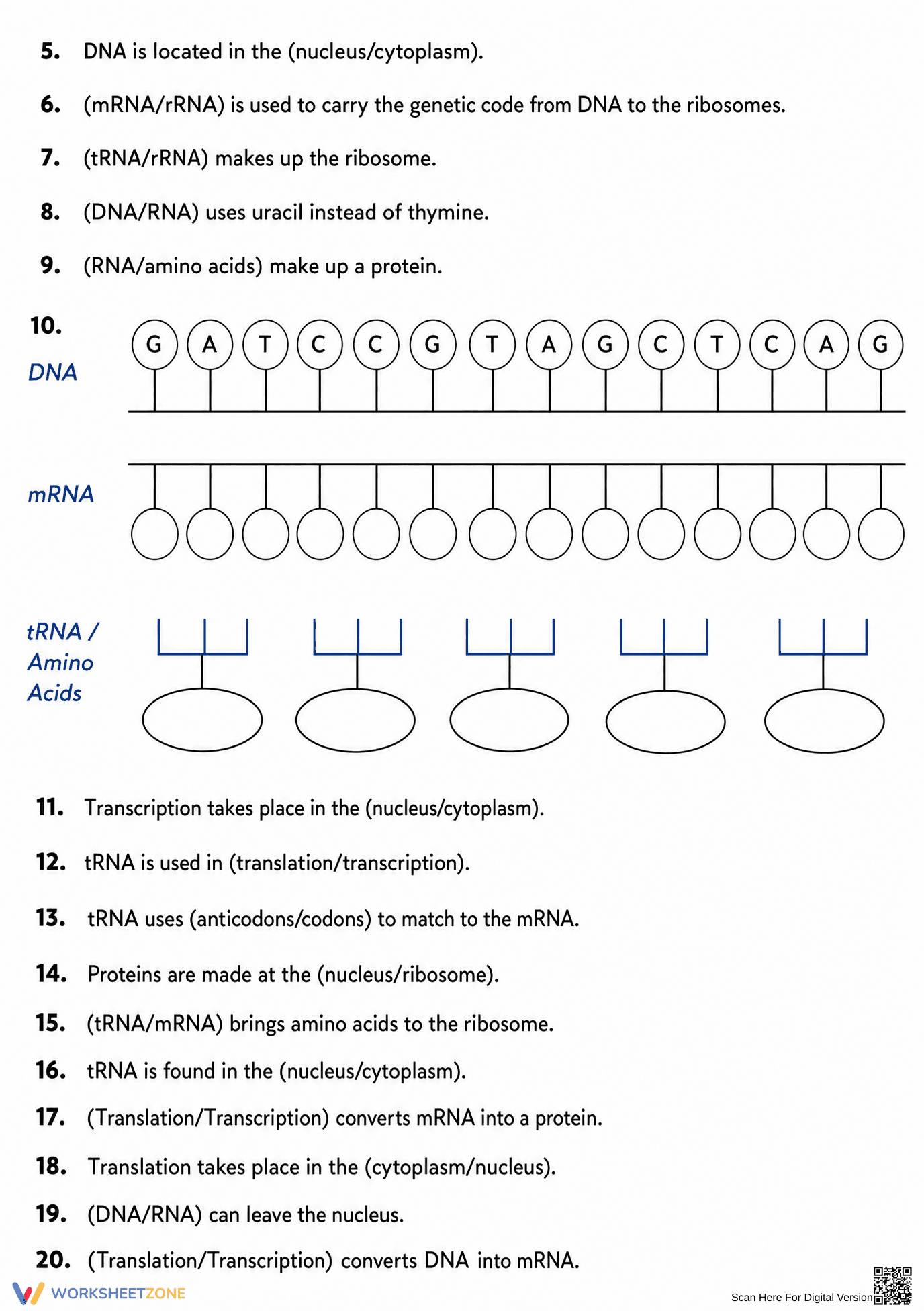 Printable Protein Synthesis Worksheet | Grade 9-12 Biology - Page 2