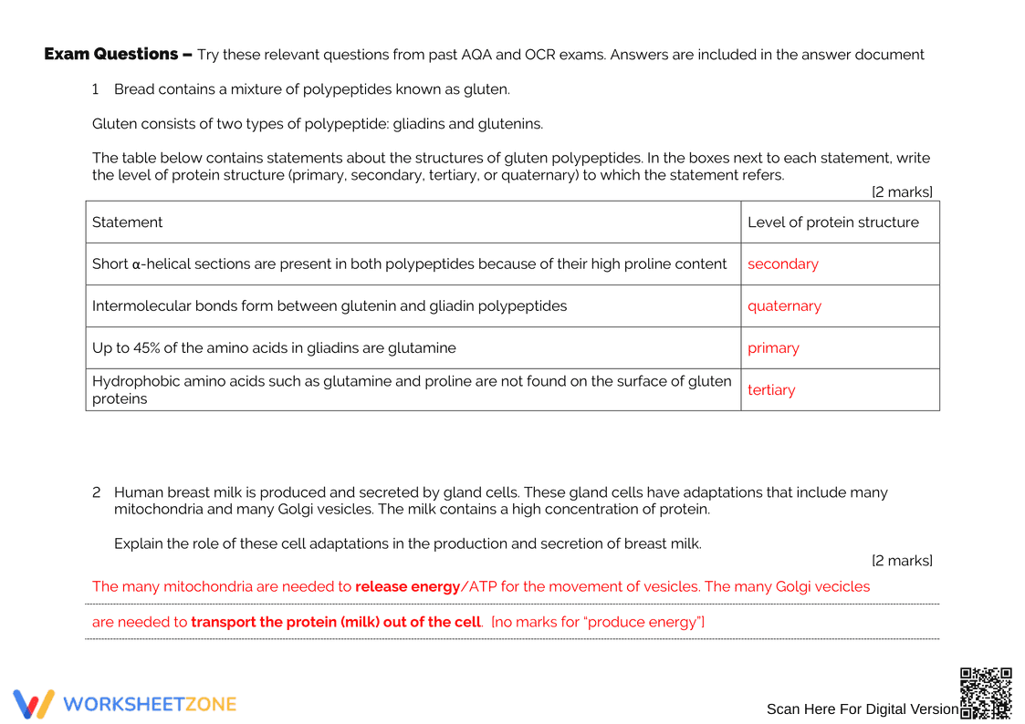 Protein Synthesis Answers Worksheet: Check Your Knowledge - Page 2