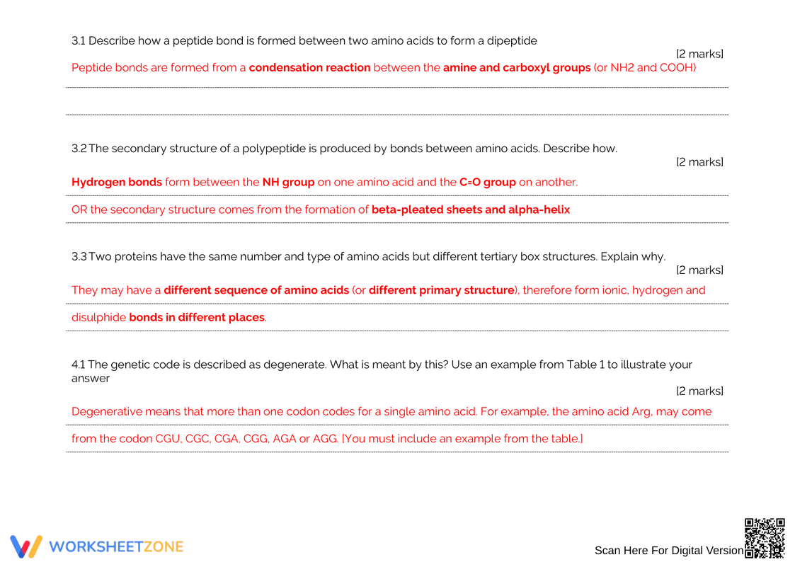 Protein Synthesis Answers Worksheet: Check Your Knowledge - Page 3