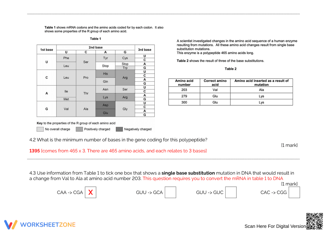 Protein Synthesis Answers Worksheet: Check Your Knowledge - Page 4