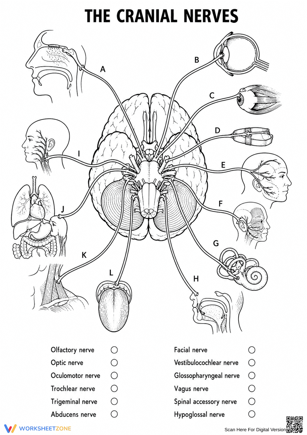 Printable Cranial Nerves Worksheet | Grades 10-12 Biology - Page 2