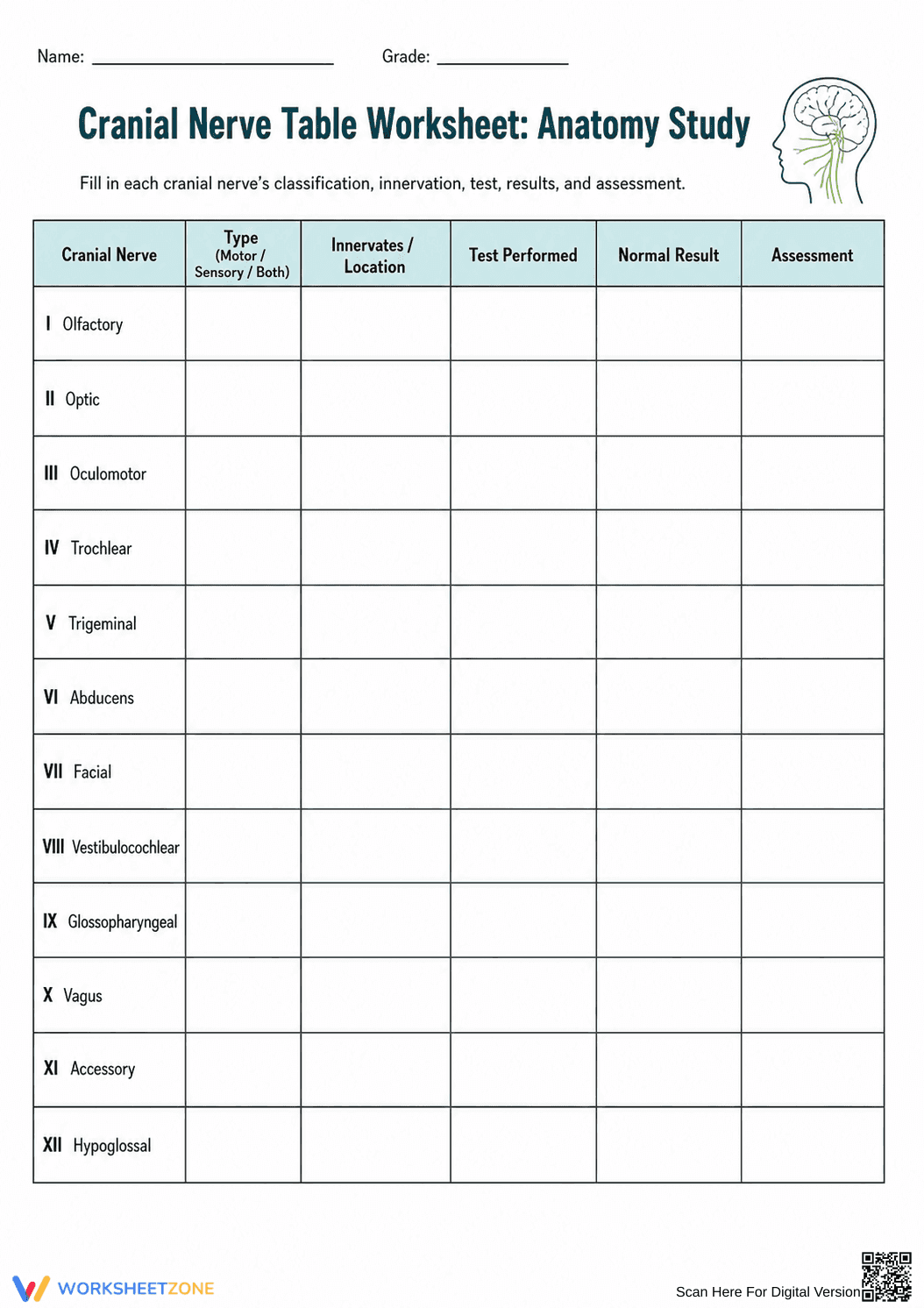 Printable Cranial Nerves Worksheet | Grades 10-12 Biology - Page 5