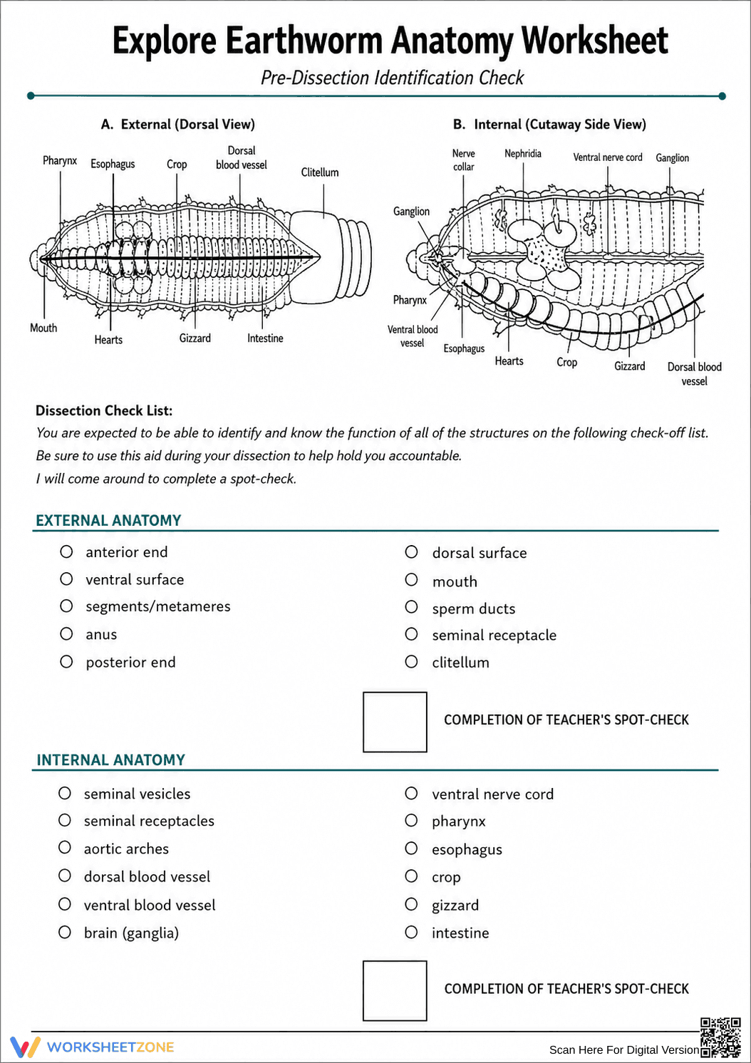 Grade 9 Earthworm Anatomy — Printable No-Prep Worksheet - Page 2