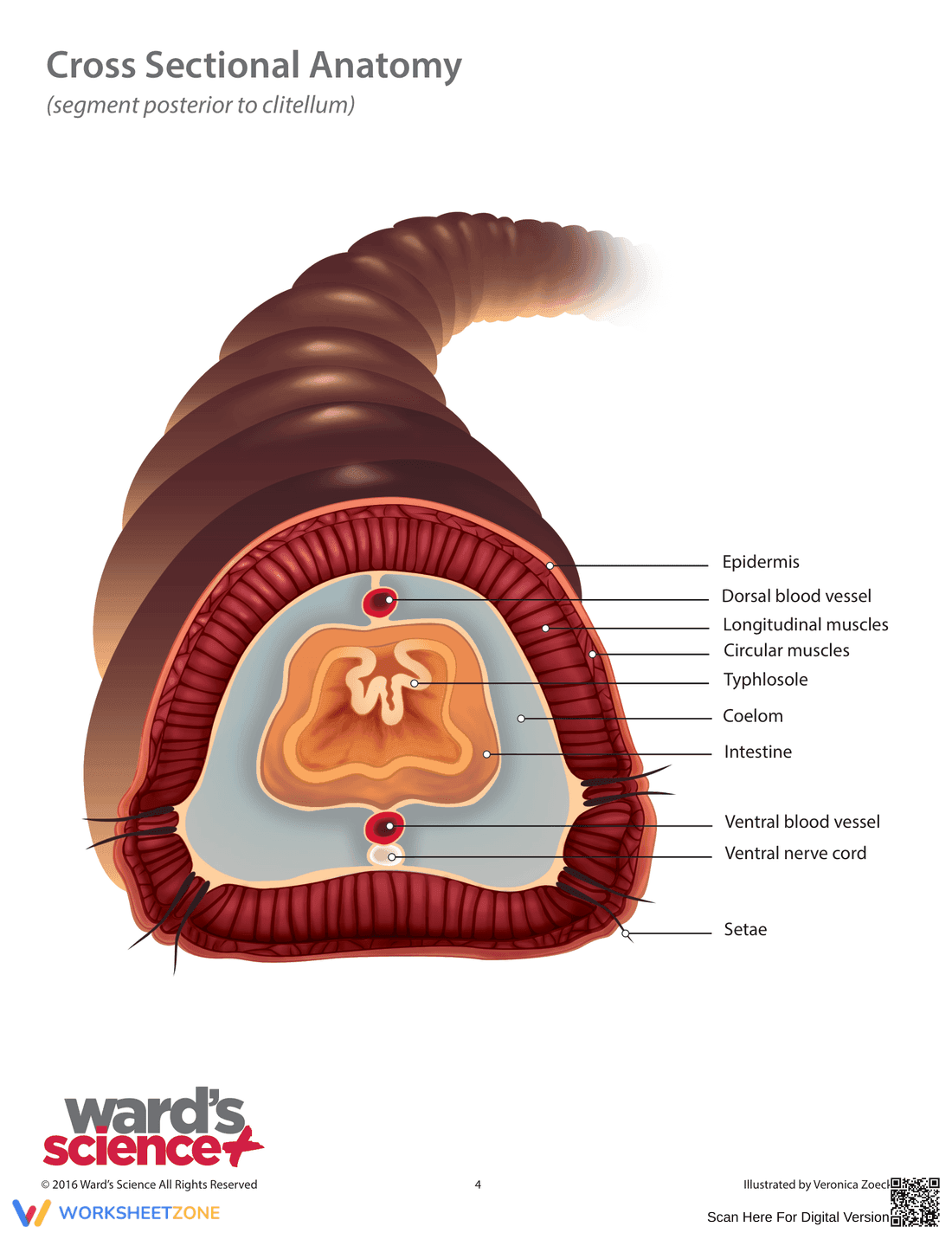 Complete Earthworm Dissection Guide | Grades 9-12 Biology - Page 6