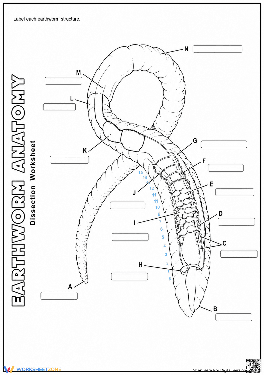 Earthworm Dissection Lab Guide | Essential Biology Worksheet - Page 5
