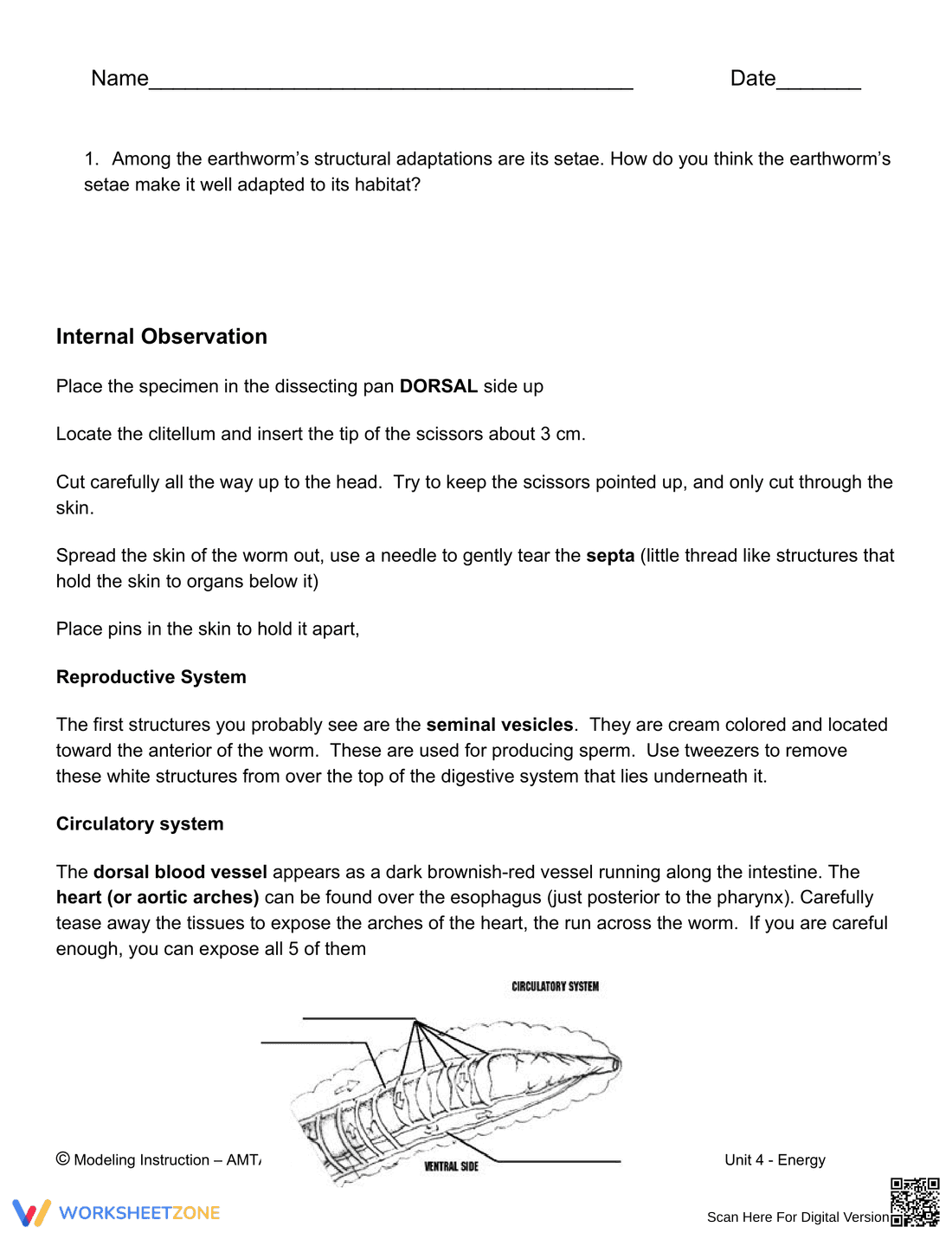 Earthworm Dissection Worksheet: Biology Lab - Page 2