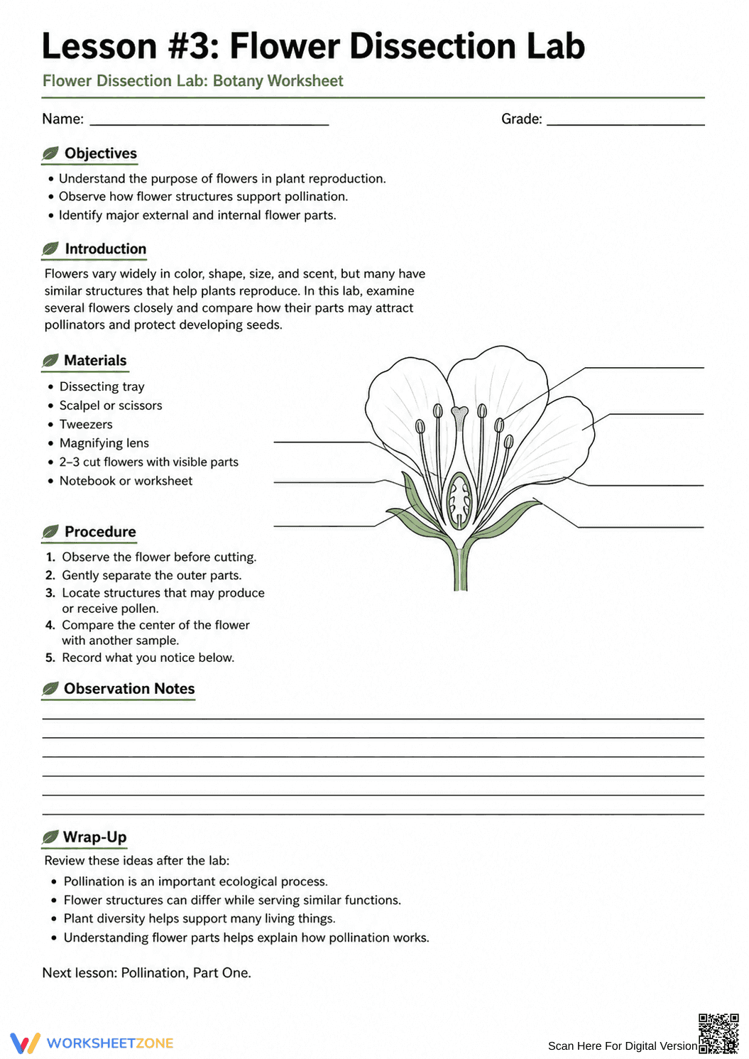 Flower Dissection Lab Worksheet (3 Levels) | Grade 10 Ready - Page 3