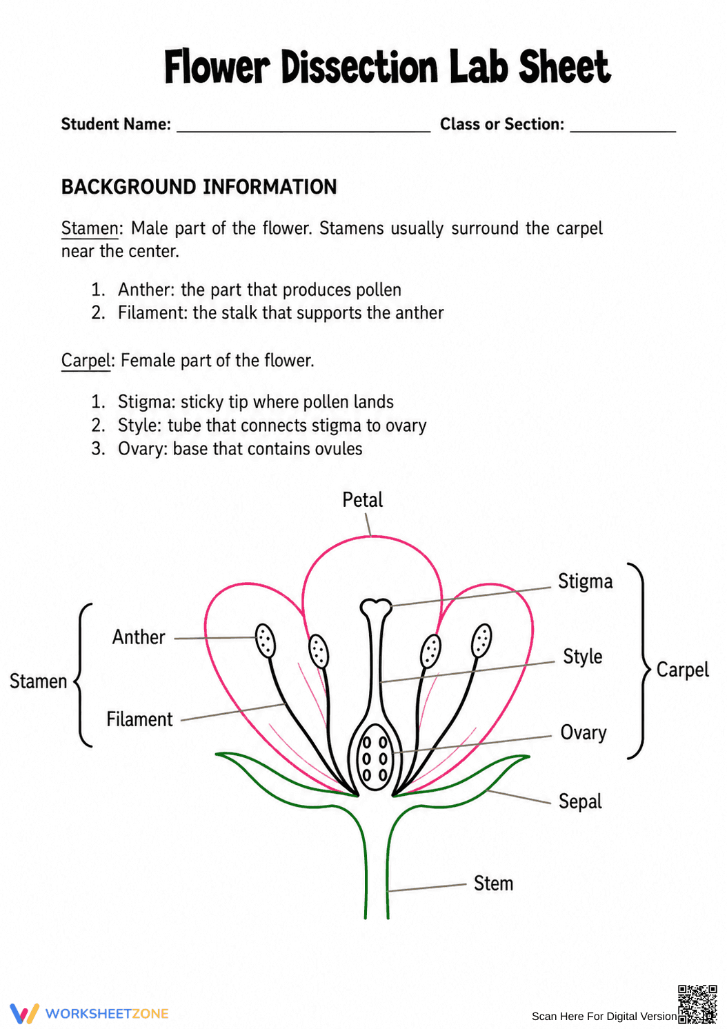 Flower Dissection Lab Worksheet (3 Levels) | Grade 10 Ready - Page 4