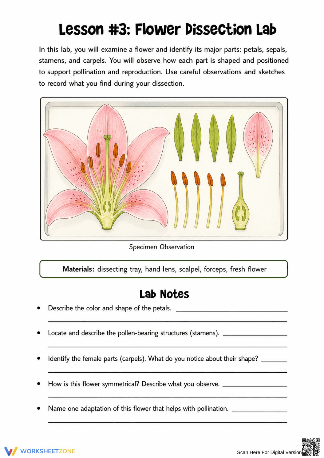 Flower Dissection Lab Worksheet (3 Levels) | Grade 10 Ready - Page 8