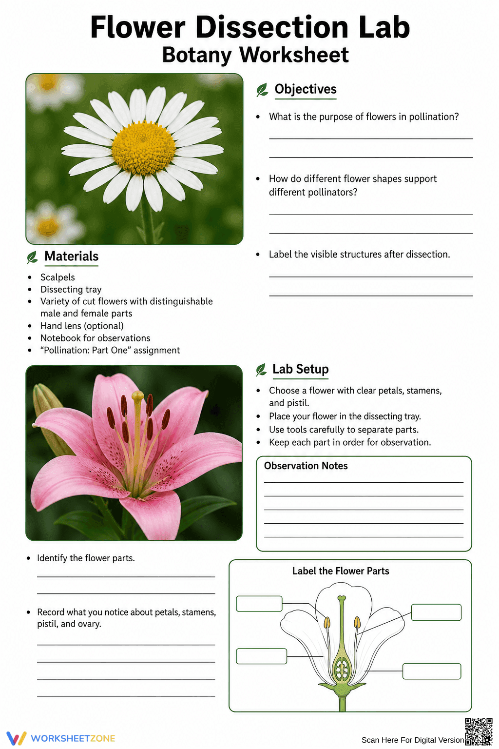Flower Dissection Lab Worksheet (3 Levels) | Grade 10 Ready - Page 9