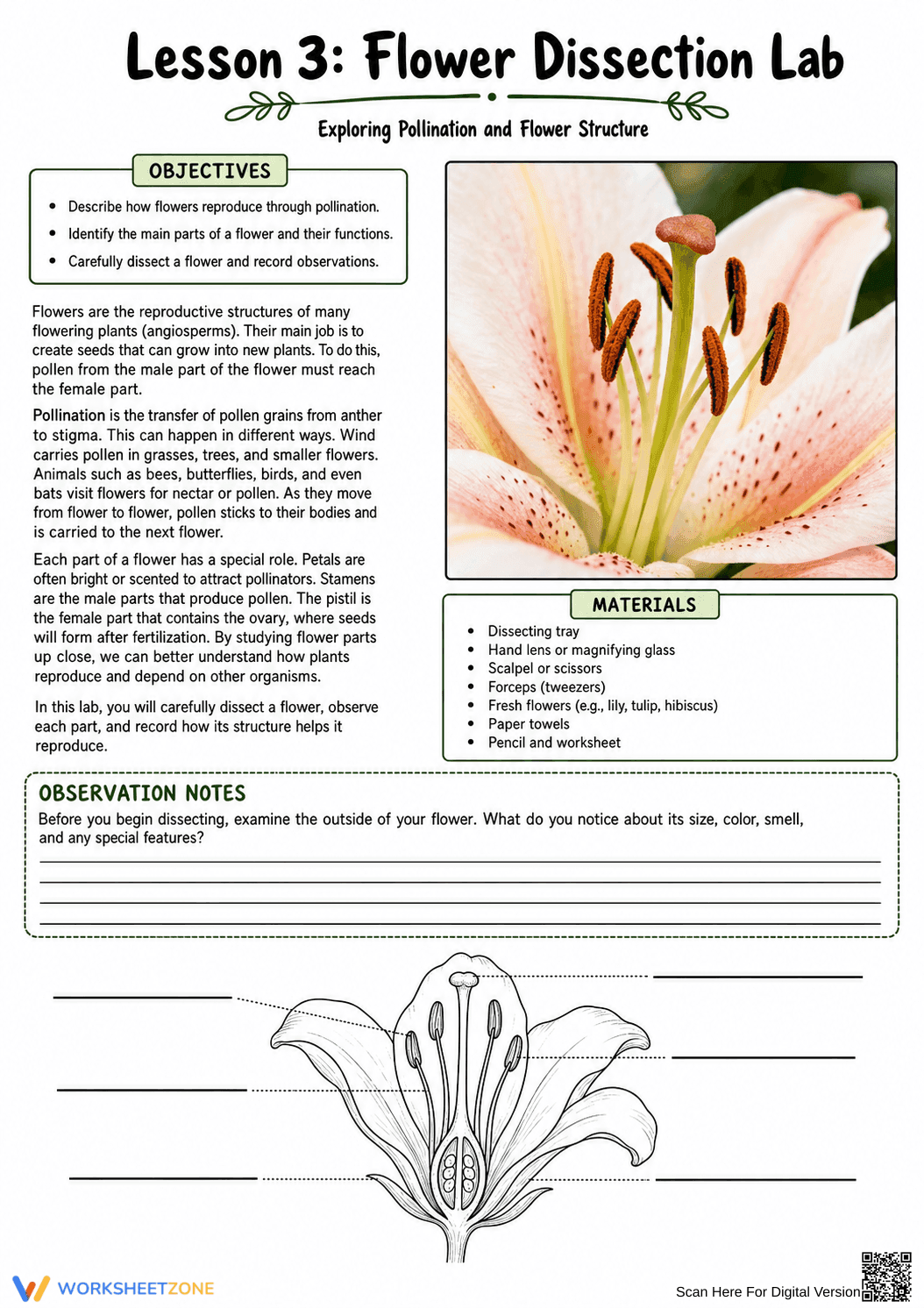 Flower Dissection Lab Worksheet (3 Levels) | Grade 10 Ready - Page 10