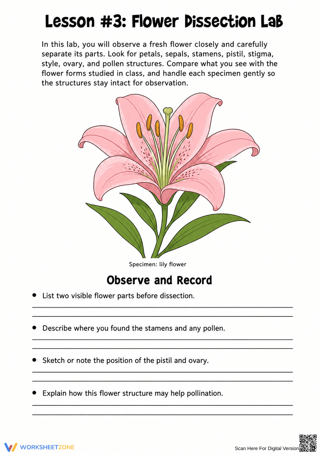 Flower Dissection Lab Worksheet (3 Levels) | Grade 10 Ready - Page 11