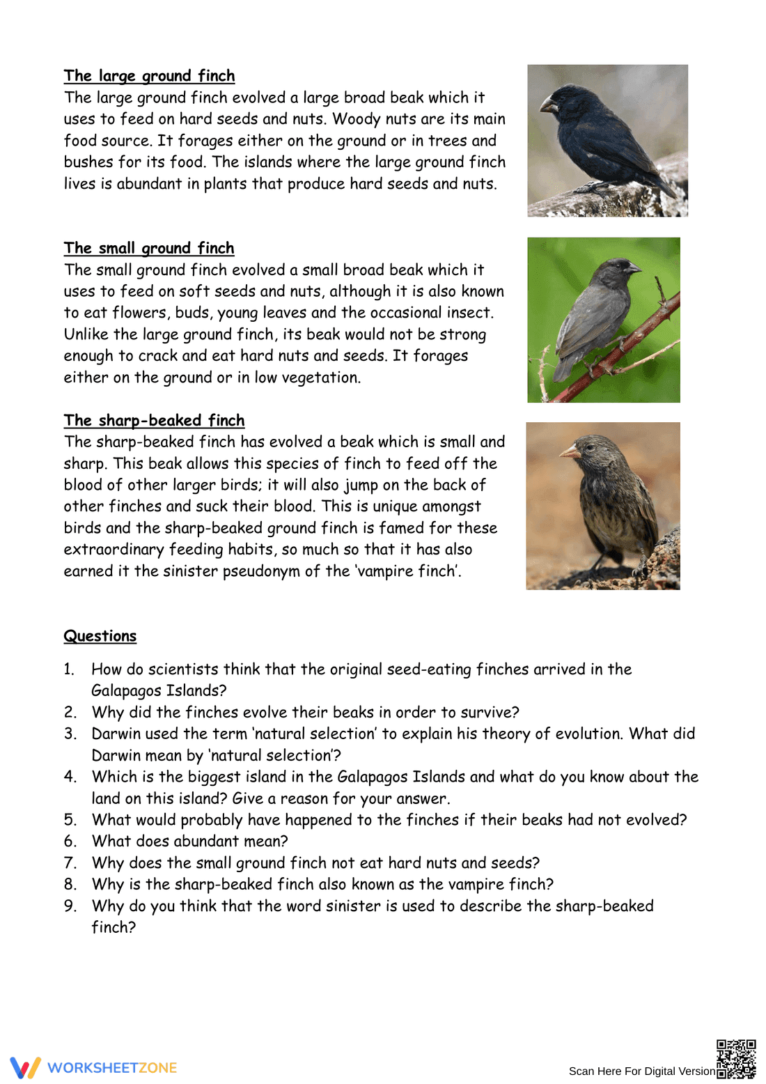 Evolution of Darwin's Finches: Worksheet - Page 2