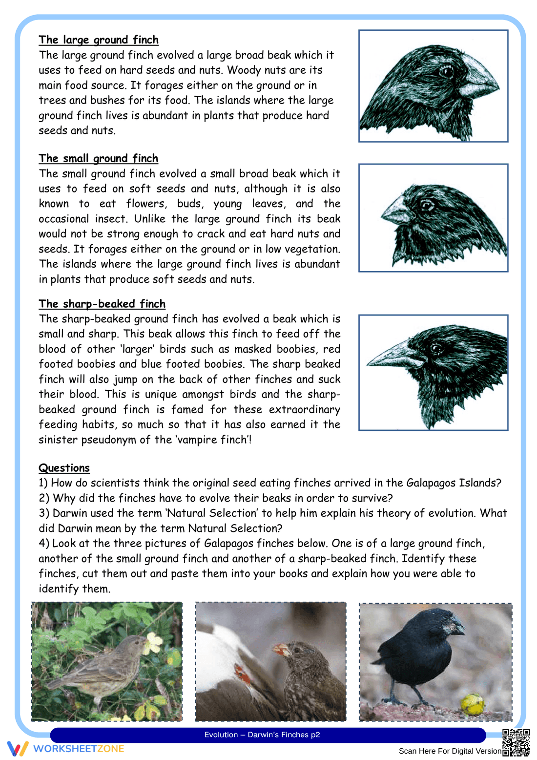 Darwin's Finches Worksheet - Page 2