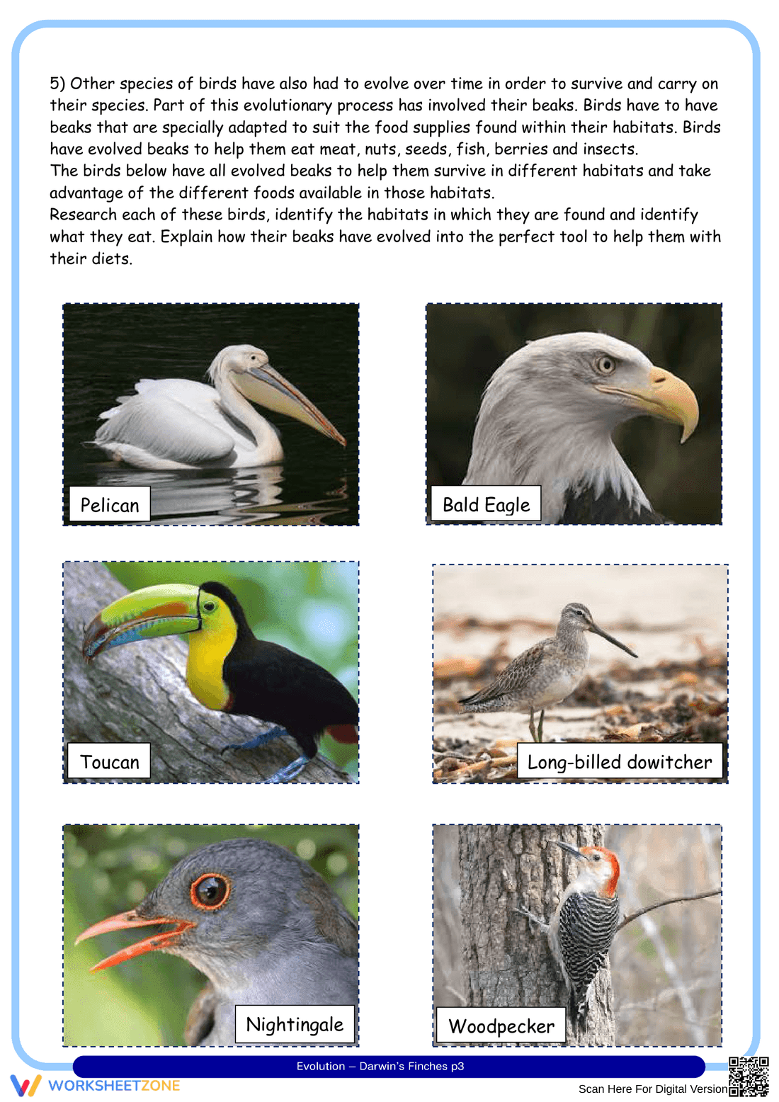 Darwin's Finches Worksheet - Page 3