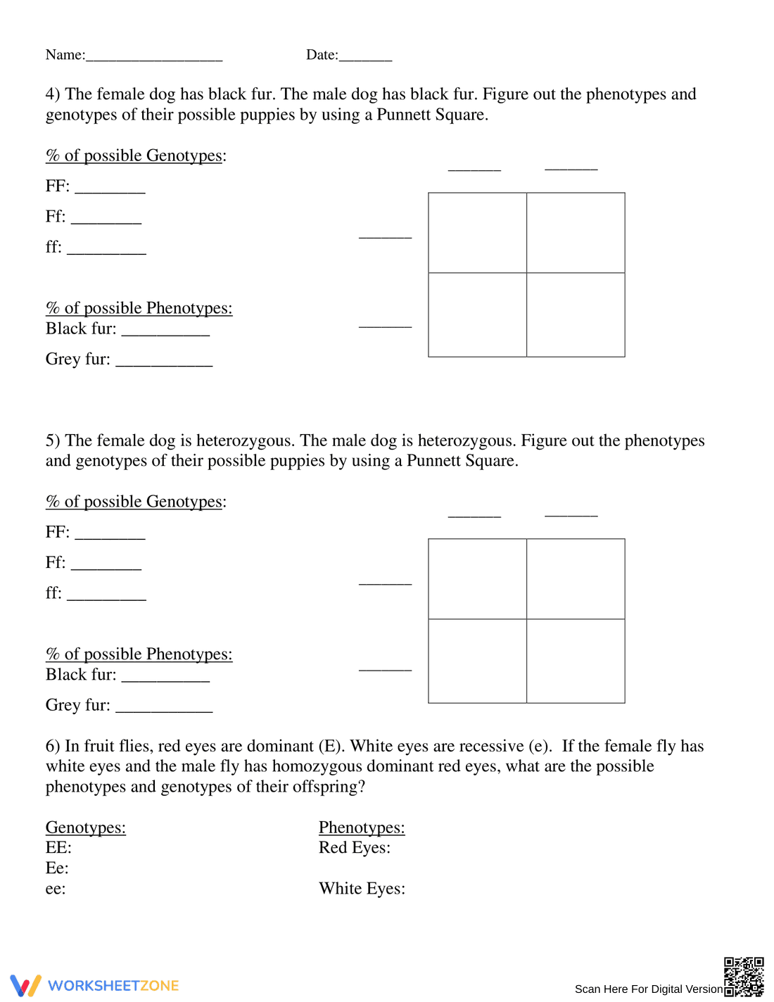 Printable Punnett Square Worksheet | Grade 10 Biology - Page 2