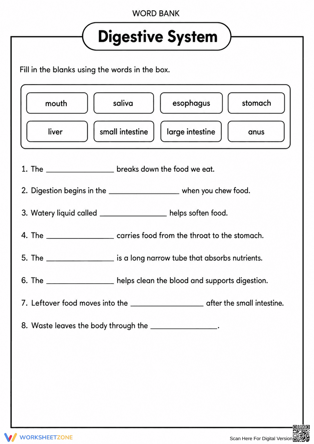 Grade 7-8 Digestive System — Printable No-Prep Worksheet - Page 3