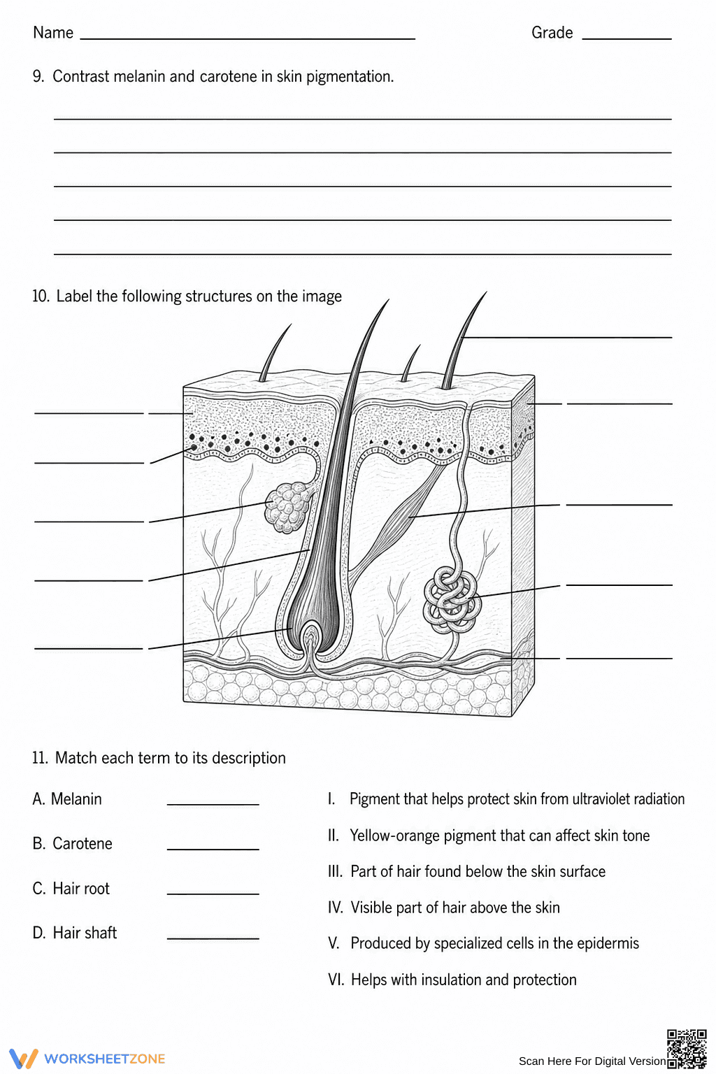 Printable Integumentary System Worksheet | Grade 6 Science - Page 2