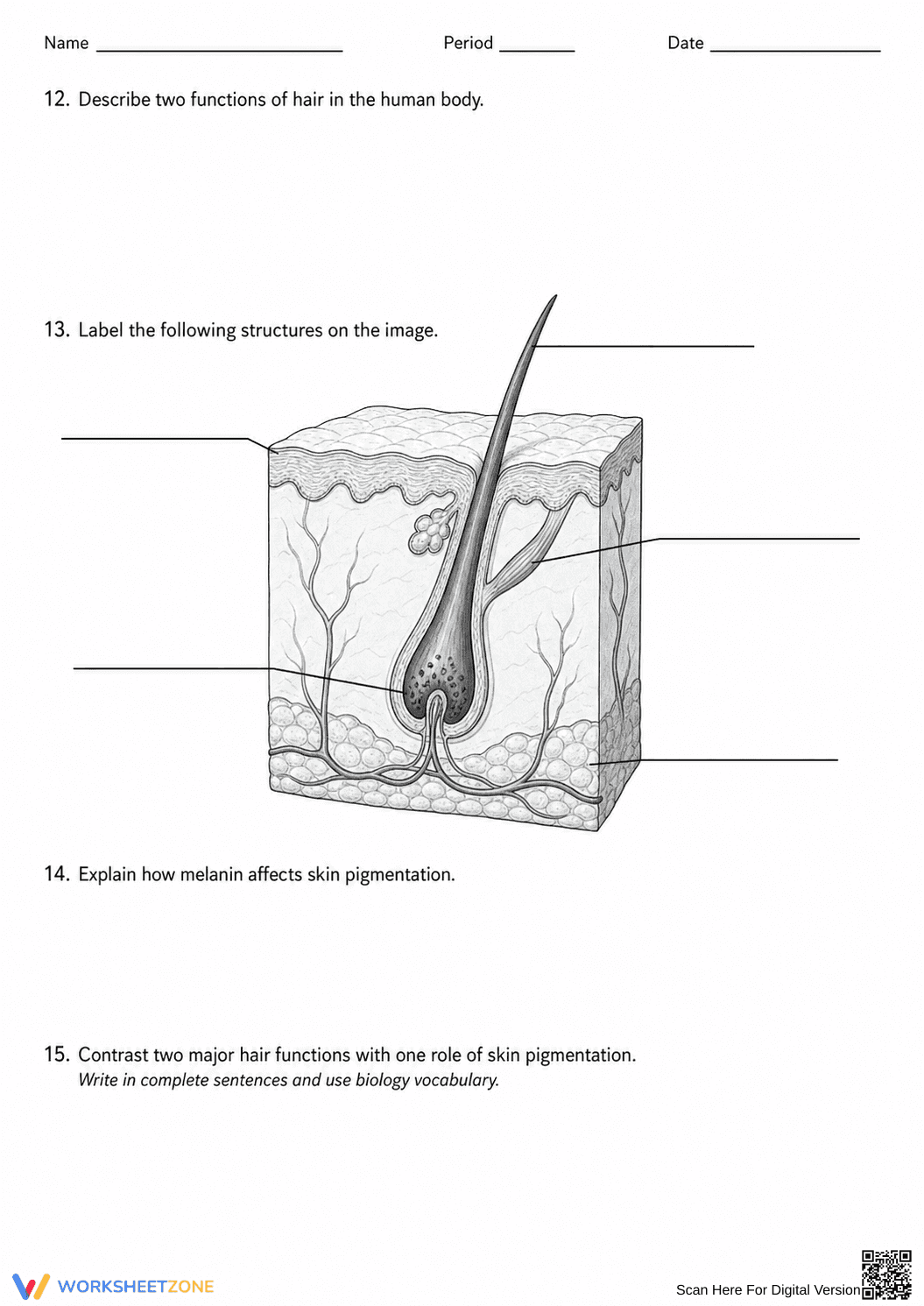 Printable Integumentary System Worksheet | Grade 6 Science - Page 3