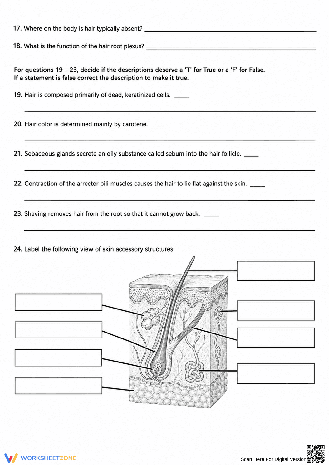 Essential Integumentary System Review | Grade 9 Biology - Page 3