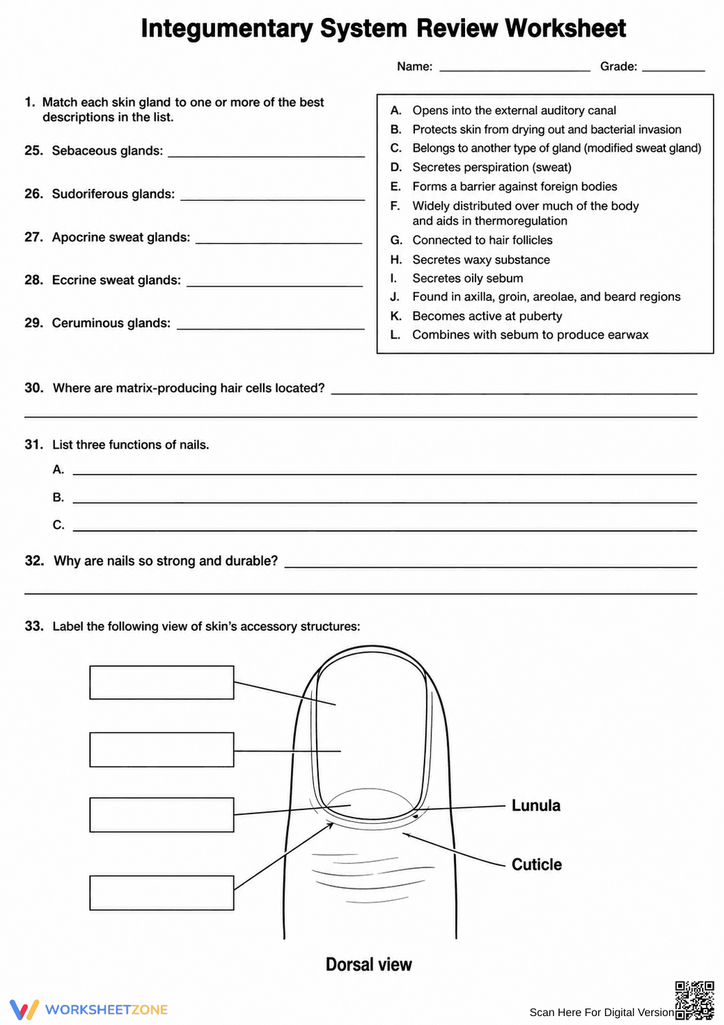 Essential Integumentary System Review | Grade 9 Biology - Page 4