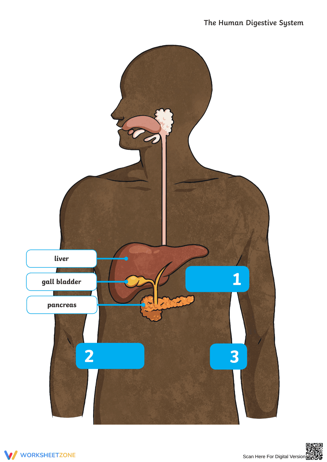 Digestive System Worksheet (3 Levels) | Grade 7 Ready - Page 2