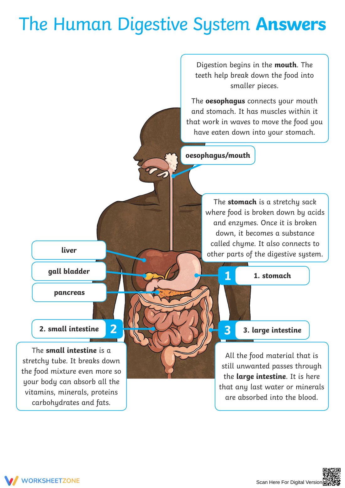 Digestive System Worksheet (3 Levels) | Grade 7 Ready - Page 3