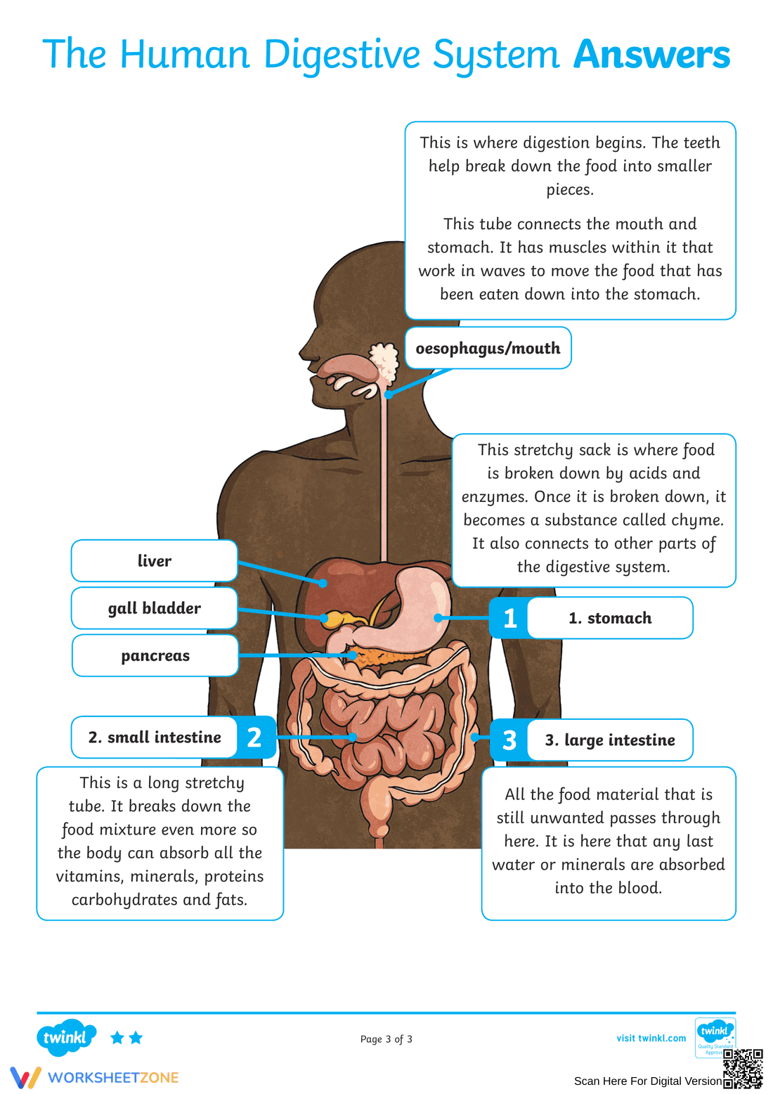 Digestive System Worksheet (3 Levels) | Grade 7 Ready - Page 6