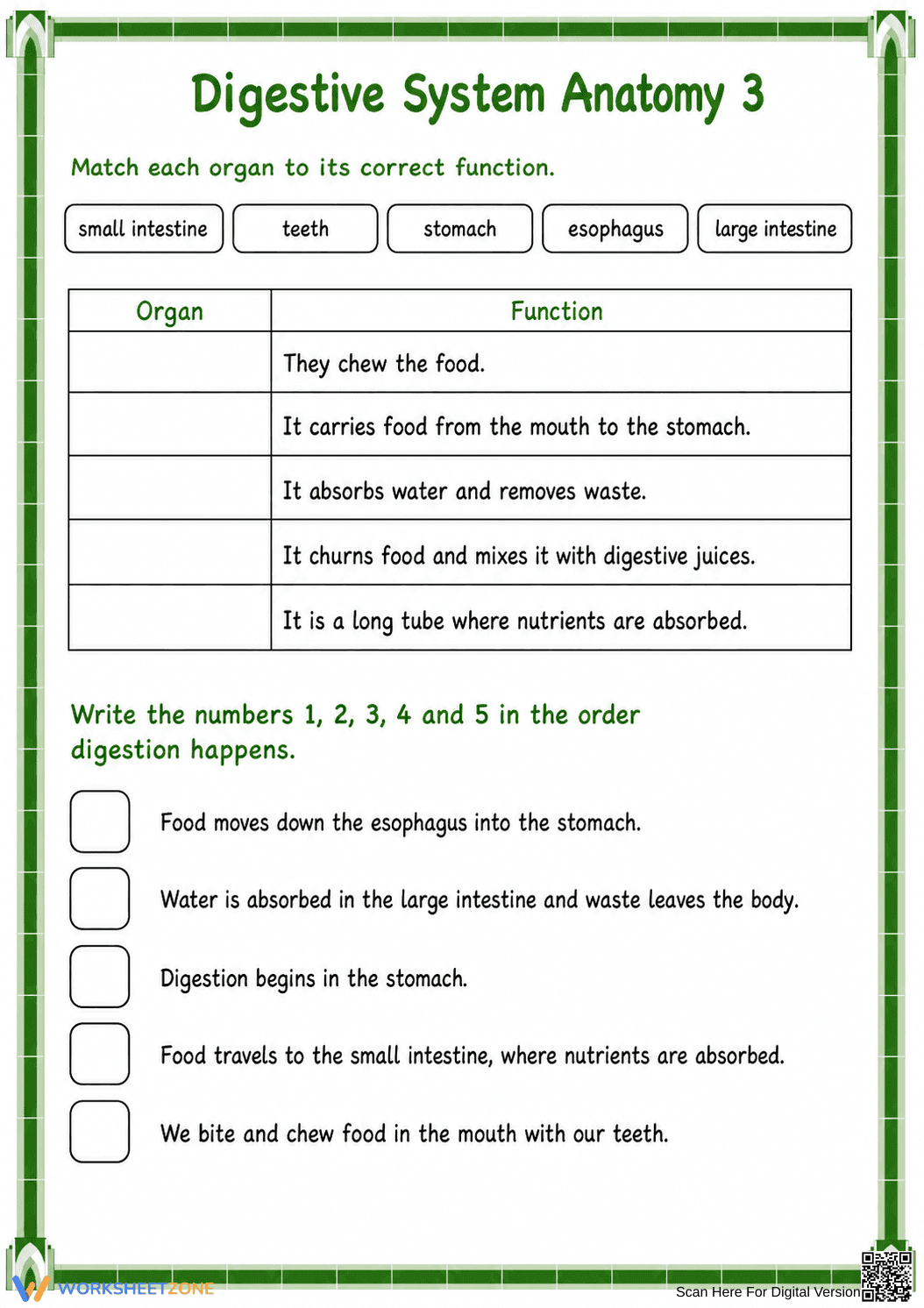 Printable Digestive System Worksheet | Grade 7 Science - Page 2