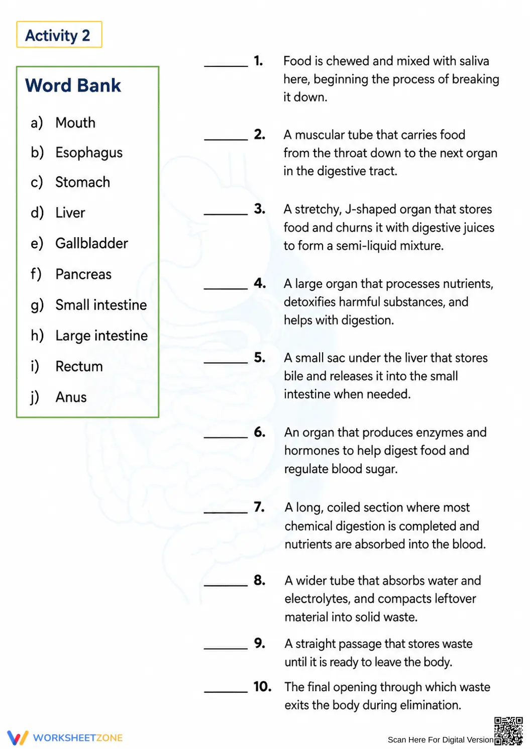 Essential Digestive System Anatomy Worksheet | Grade 7-12 - Page 2