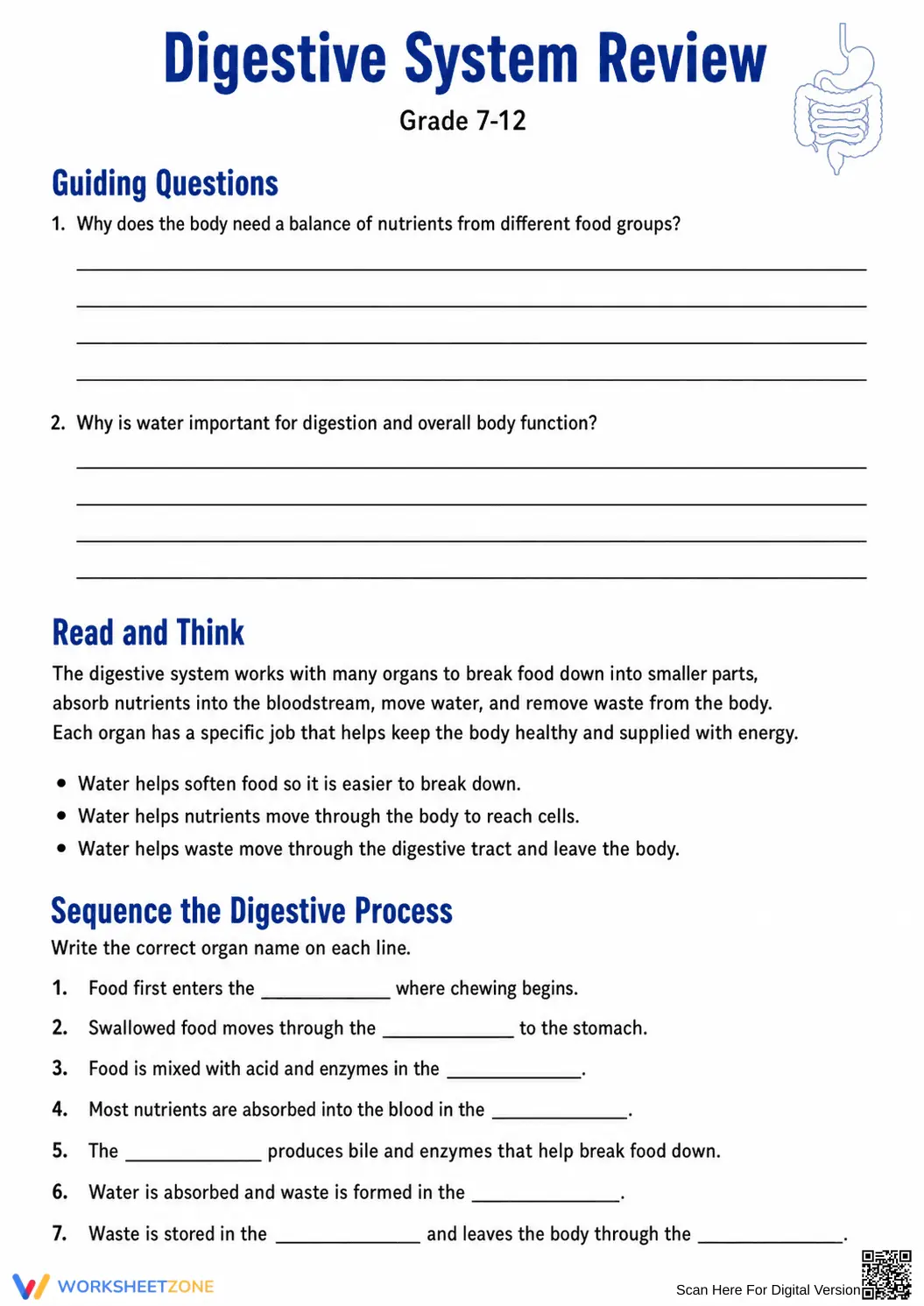 Essential Digestive System Anatomy Worksheet | Grade 7-12 - Page 3