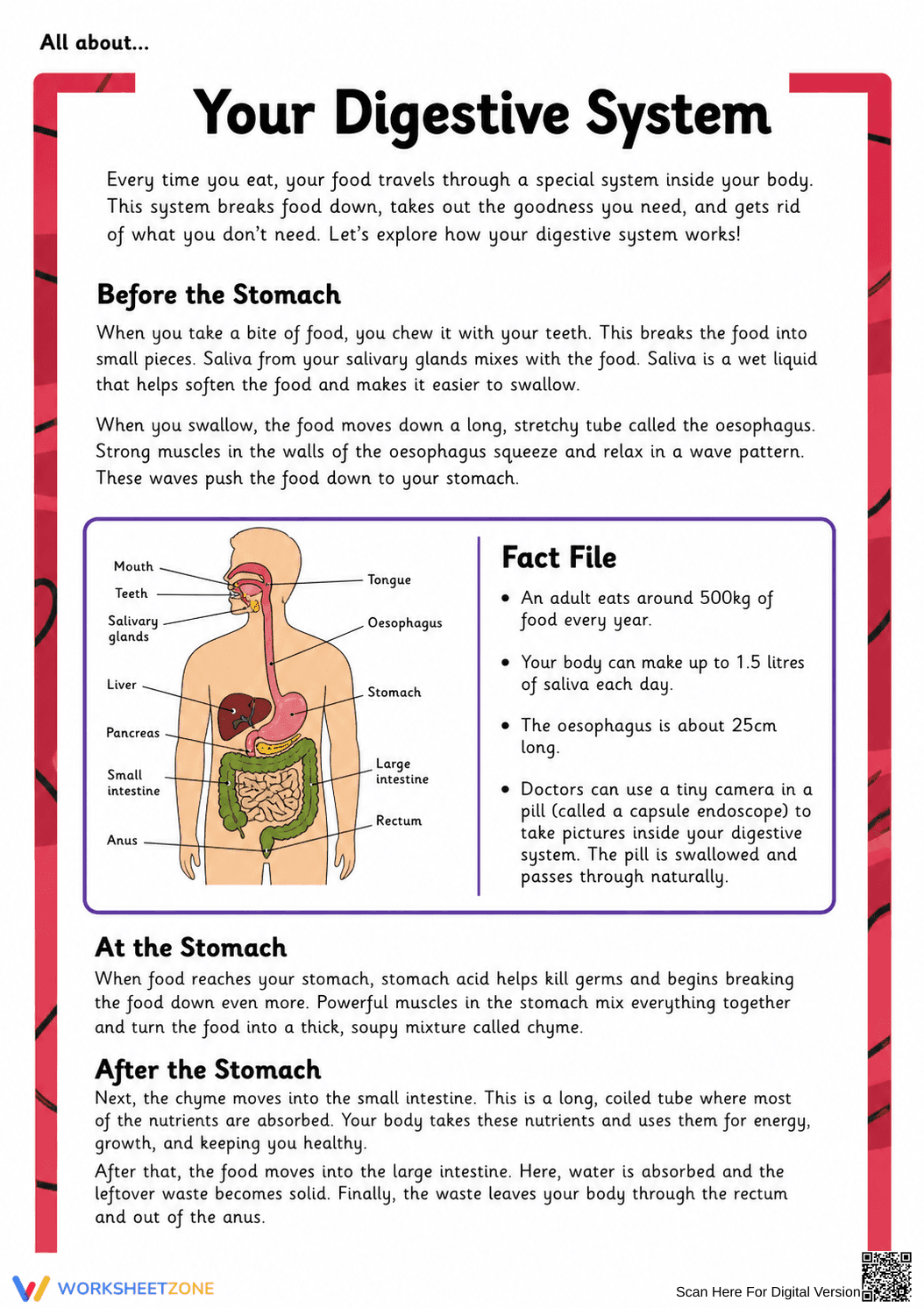 Digestive System Anatomy Worksheet | Grade 7 Essential - Page 4