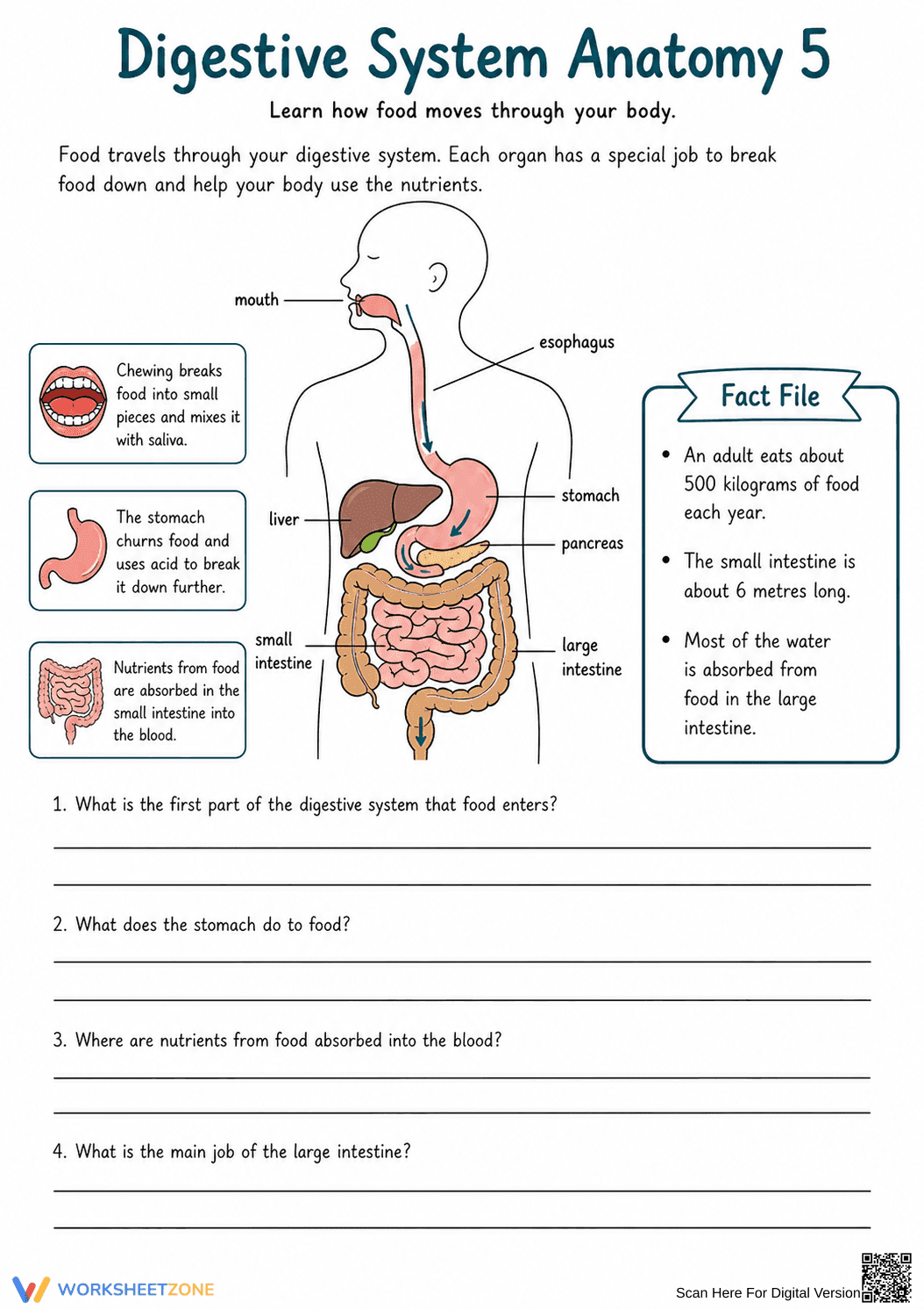 Digestive System Anatomy Worksheet | Grade 7 Essential - Page 6