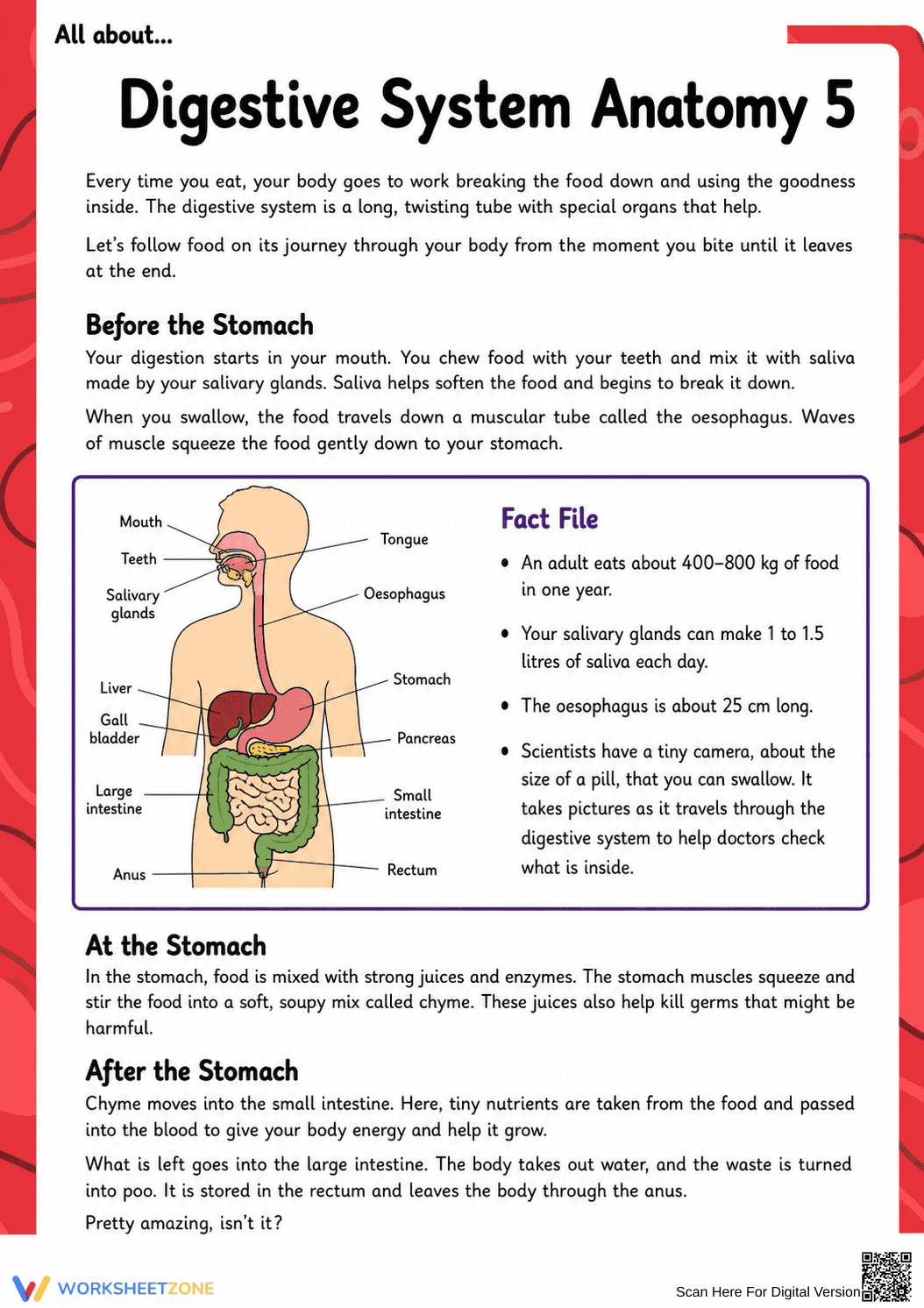 Digestive System Anatomy Worksheet | Grade 7 Essential - Page 8