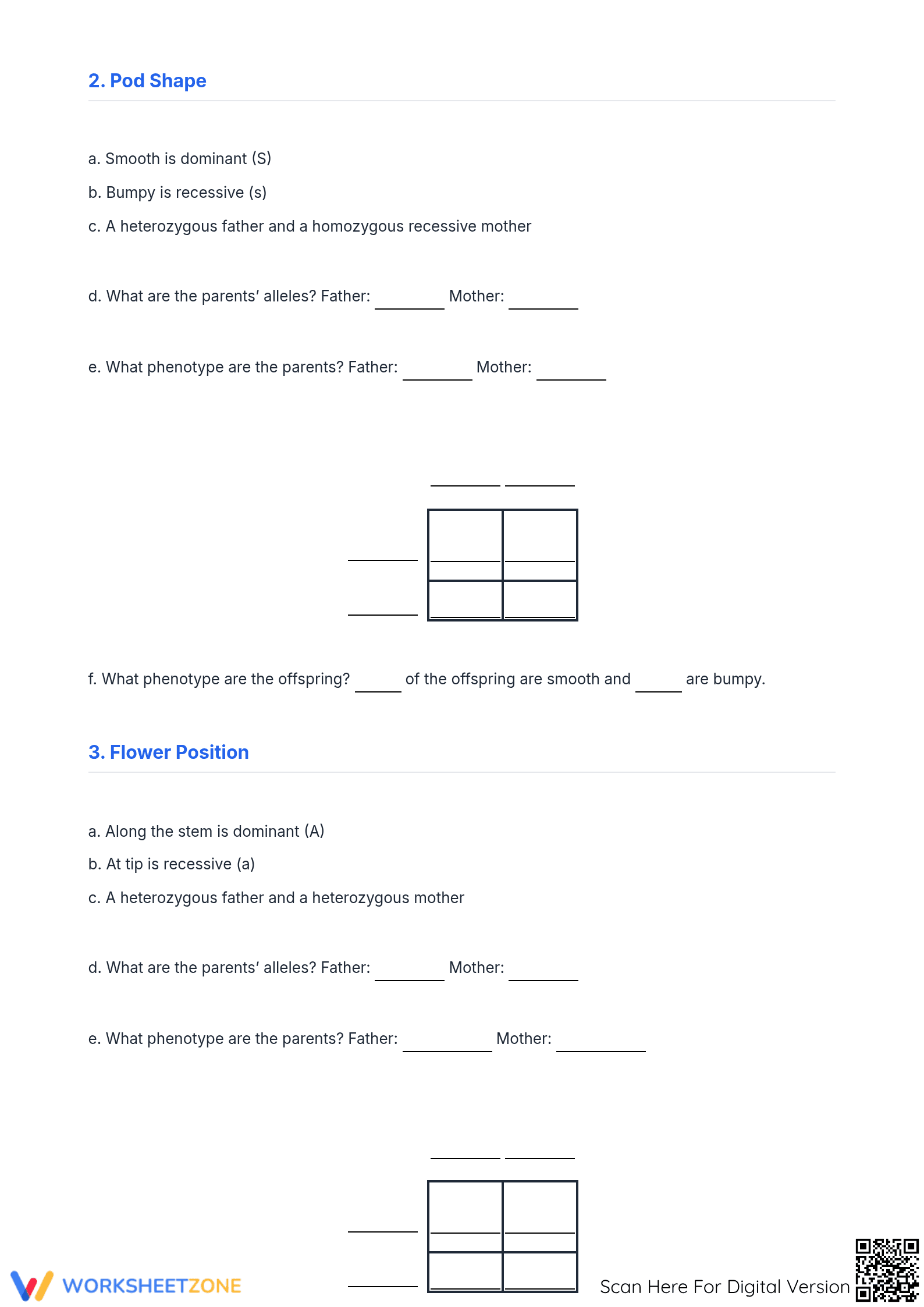 Punnett Square Worksheet for Genetic Traits - Page 2