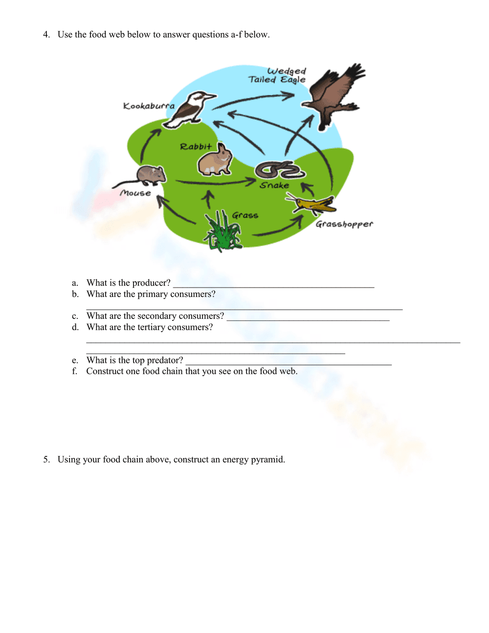 Food Chains, Food Webs, and Energy Pyramid Worksheet - Page 2