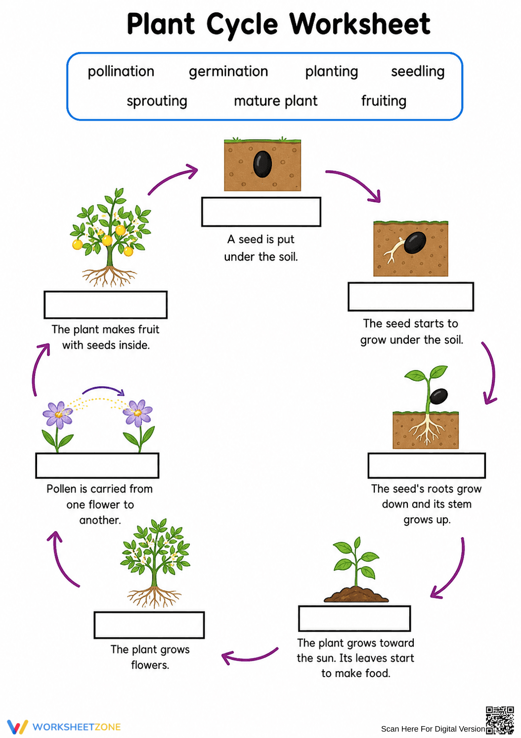 Grade 3 Plant Life Cycle — Printable No-Prep Worksheet - Page 2
