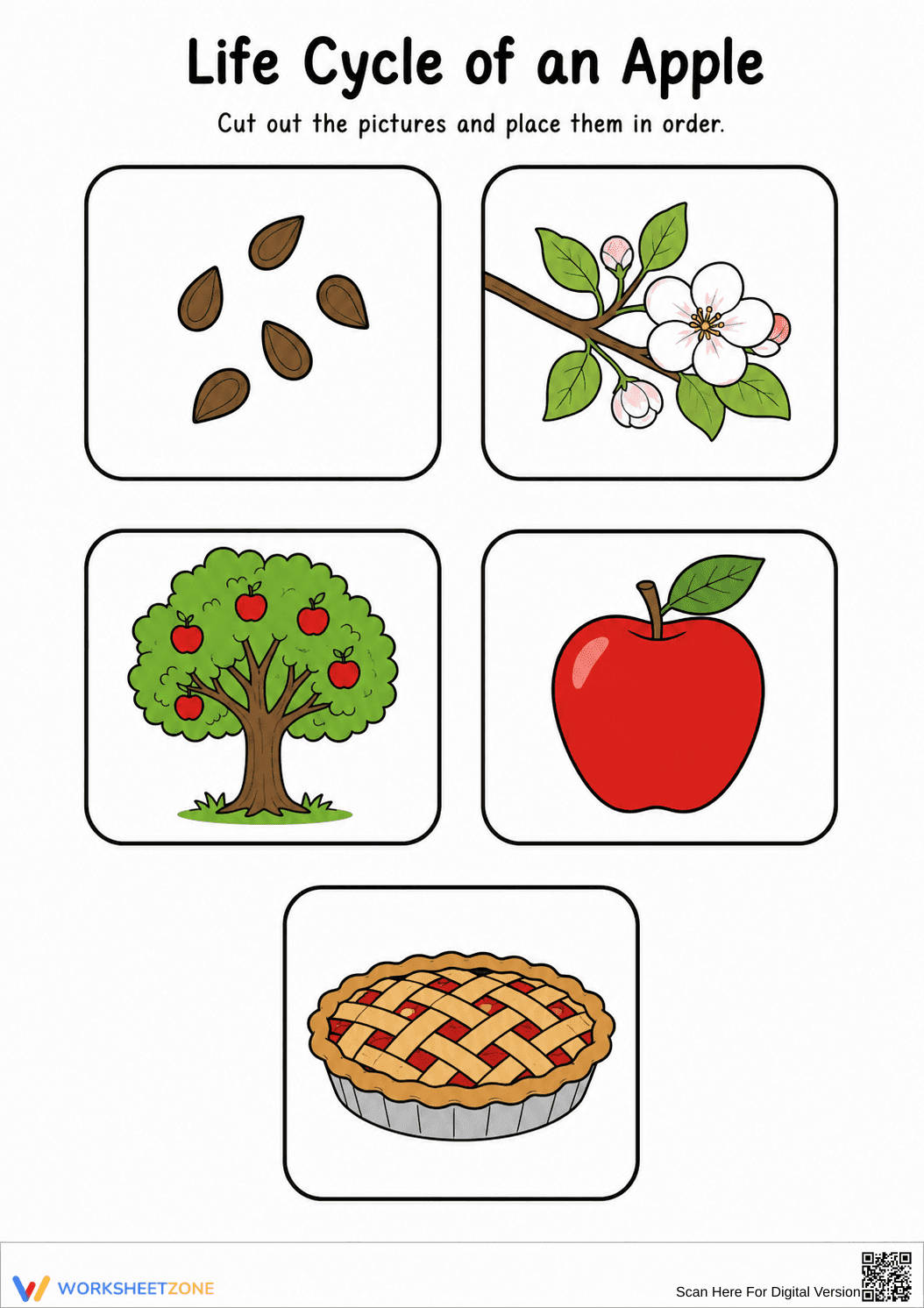 Apple Life Cycle Worksheet | Grade K-2 Essential - Page 2