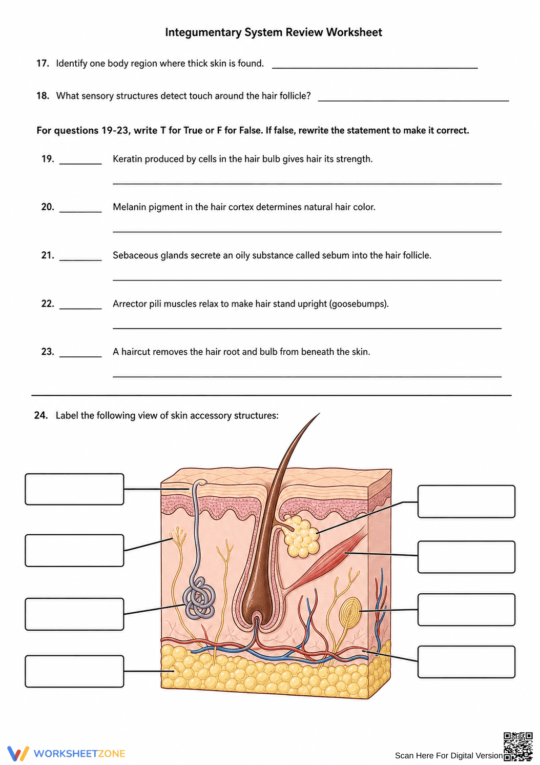 Integumentary System Review | Essential Grade 9 Biology - Page 3